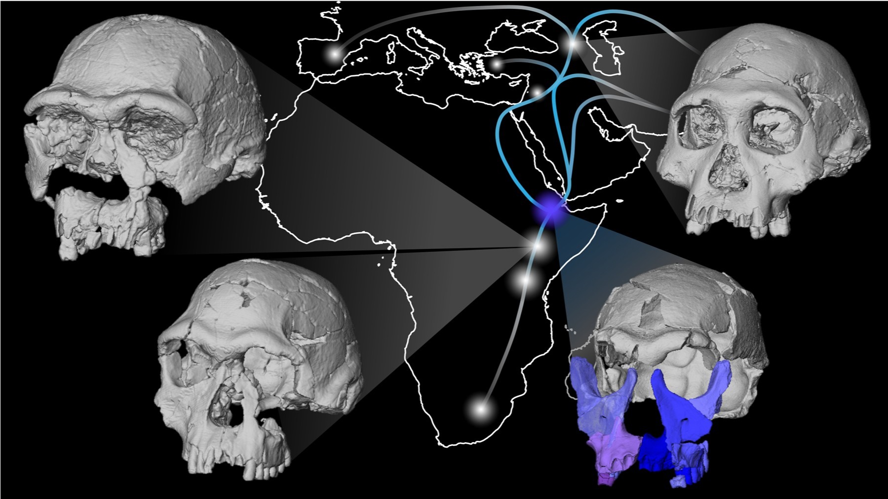 News: Scientists digitally reconstruct 1.5-Million-Year-Old human 