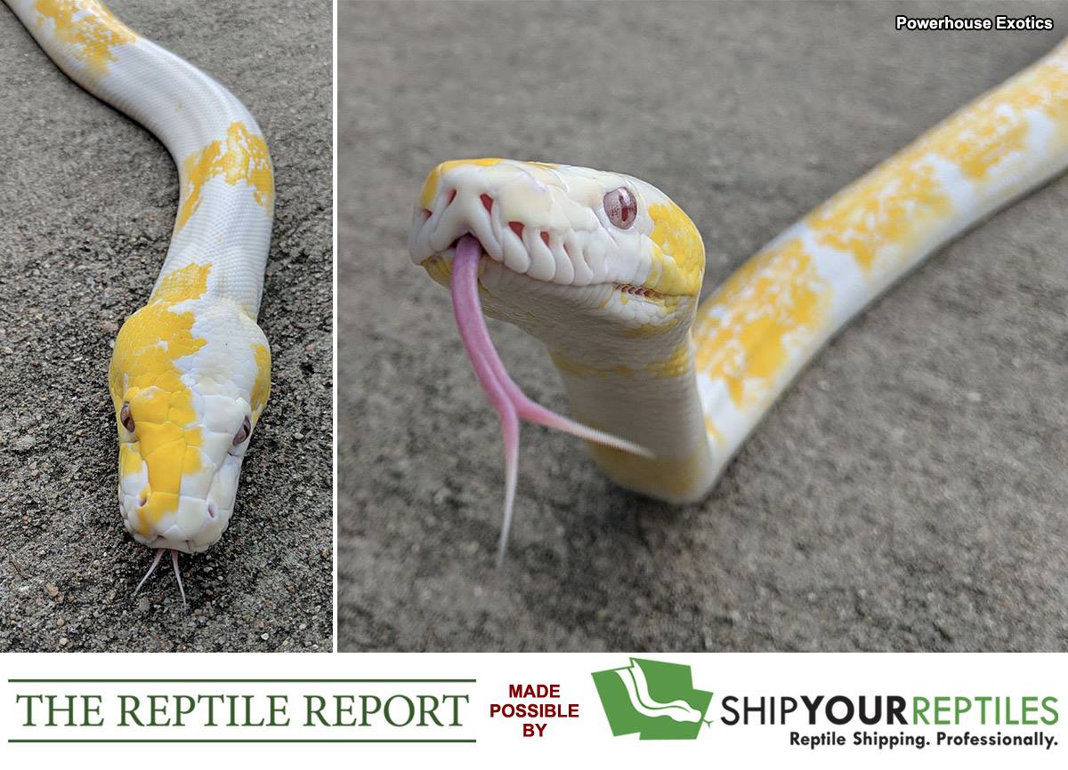 TODAY'S SPECIAL! Purple albino motley sunfire reticulated python