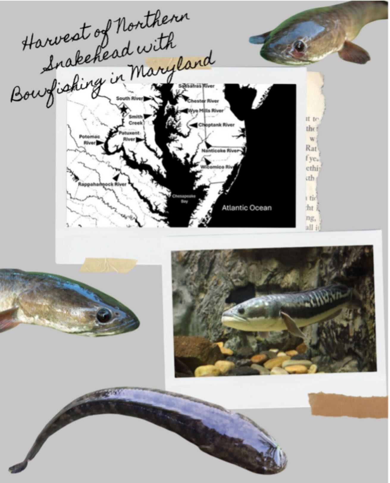 Integrative - ICB’s first of the #Invasive #species from non ...