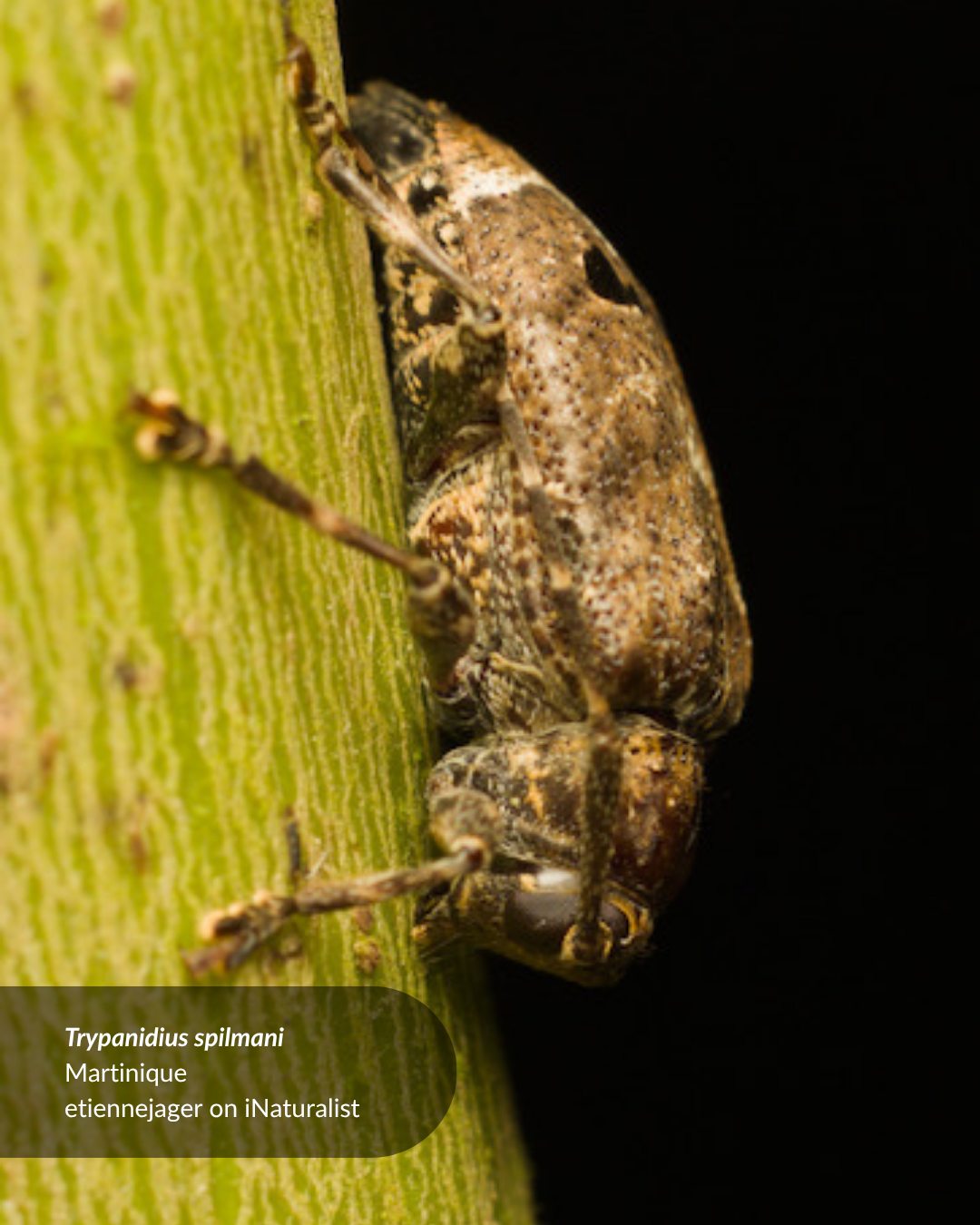 It's the first Julodis viridipes beetle posted to iNaturalist, and