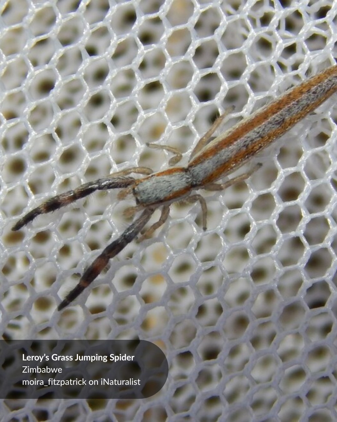 標本 RSA Julodis viridipes 27mm RSA Julodis viridipes 27mm small.jpg