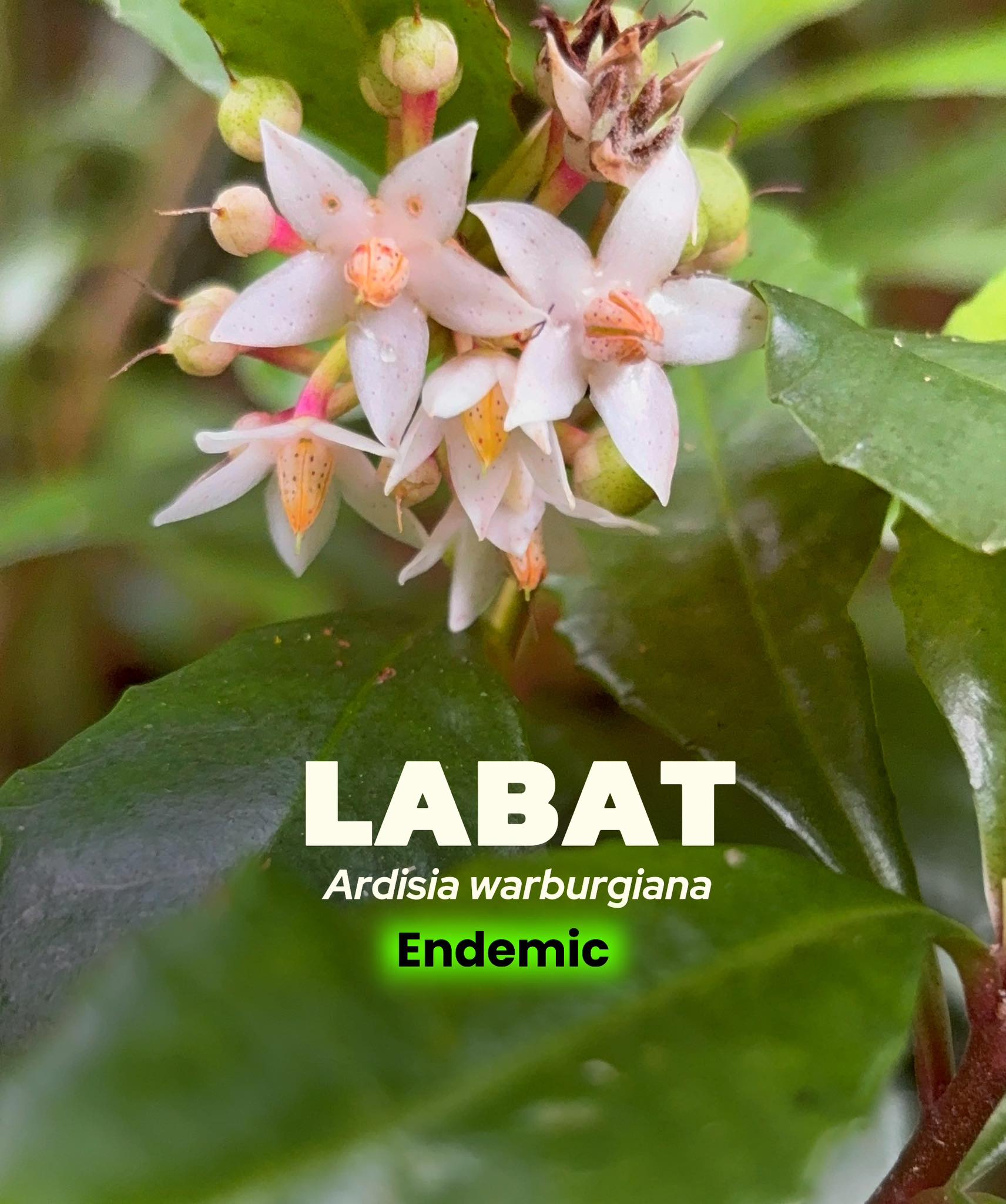 Ethan - Tingnan niyo ito, isa nanamang 𝒆𝒏𝒅𝒆𝒎𝒊𝒄 species sa Pilipinas na ...
