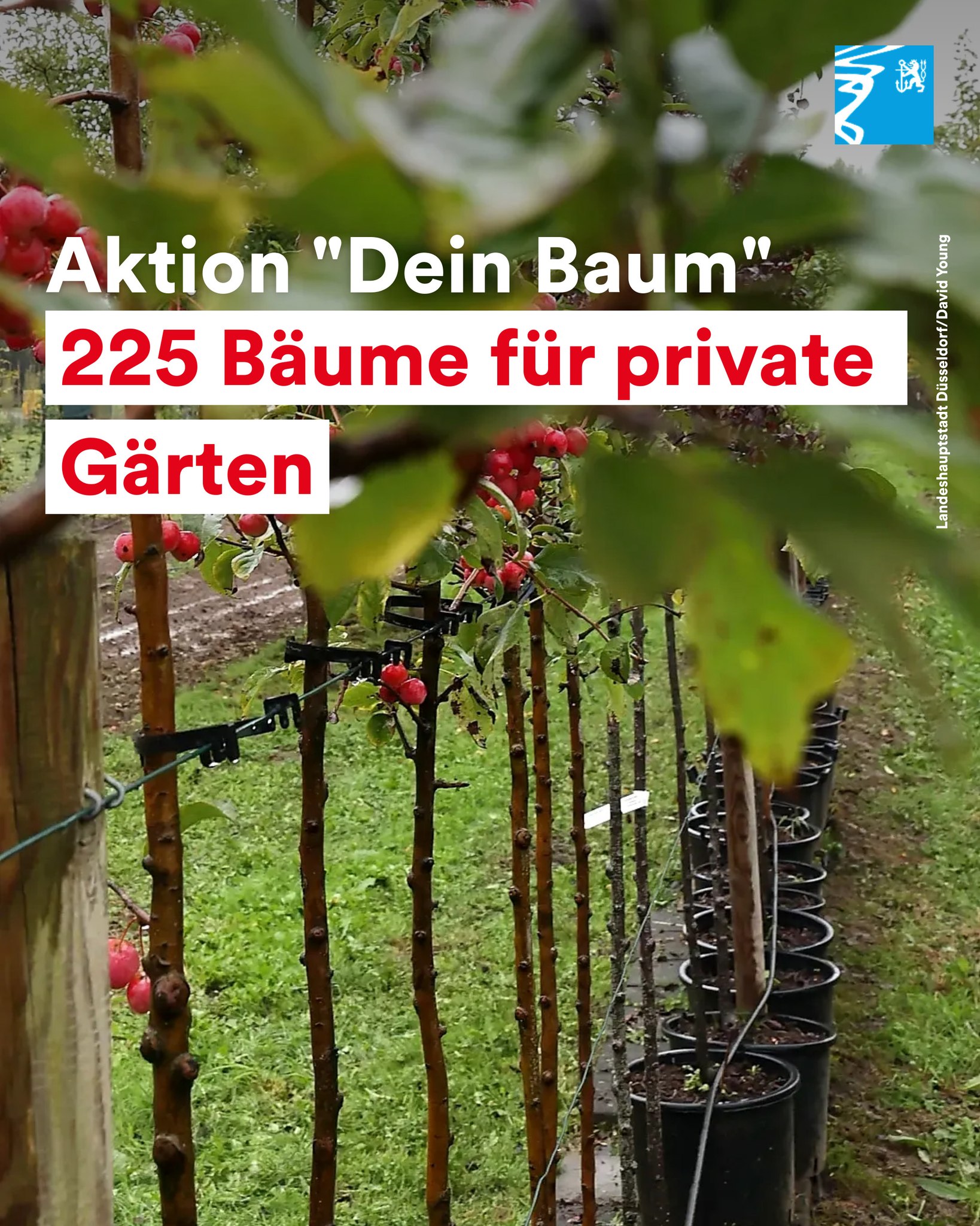 🌳💚Wir stellen wieder Bäume für eure Gärten zur Verfügung. Bei der Aktion „Dein Baum“ könnt ihr Bäume zu je 35 Euro aus der städtischen Baumschule erwerben. Die Aktion findet bereits zum 6