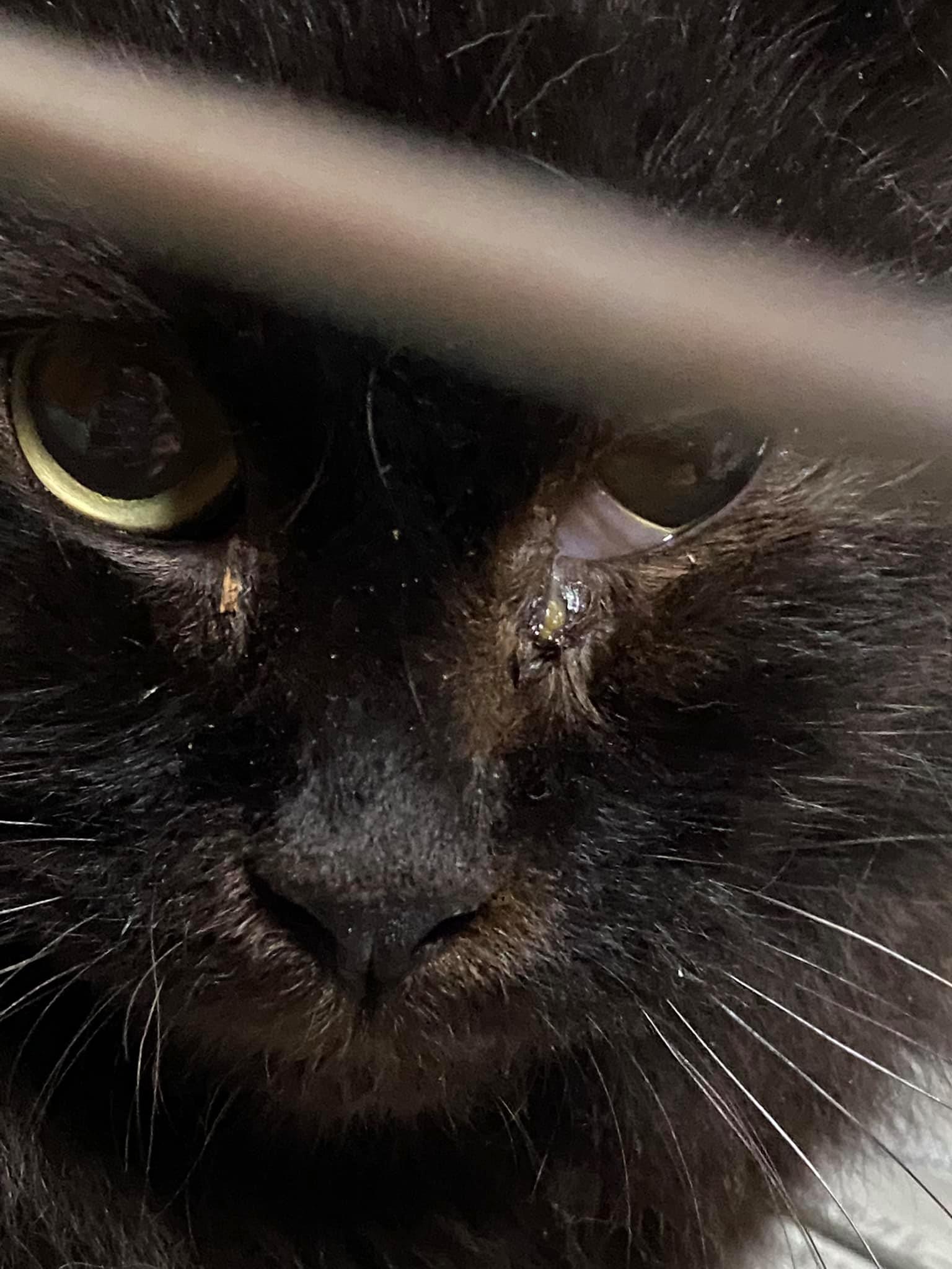 Npo法人富士山猫を守る会 ホーム Facebook