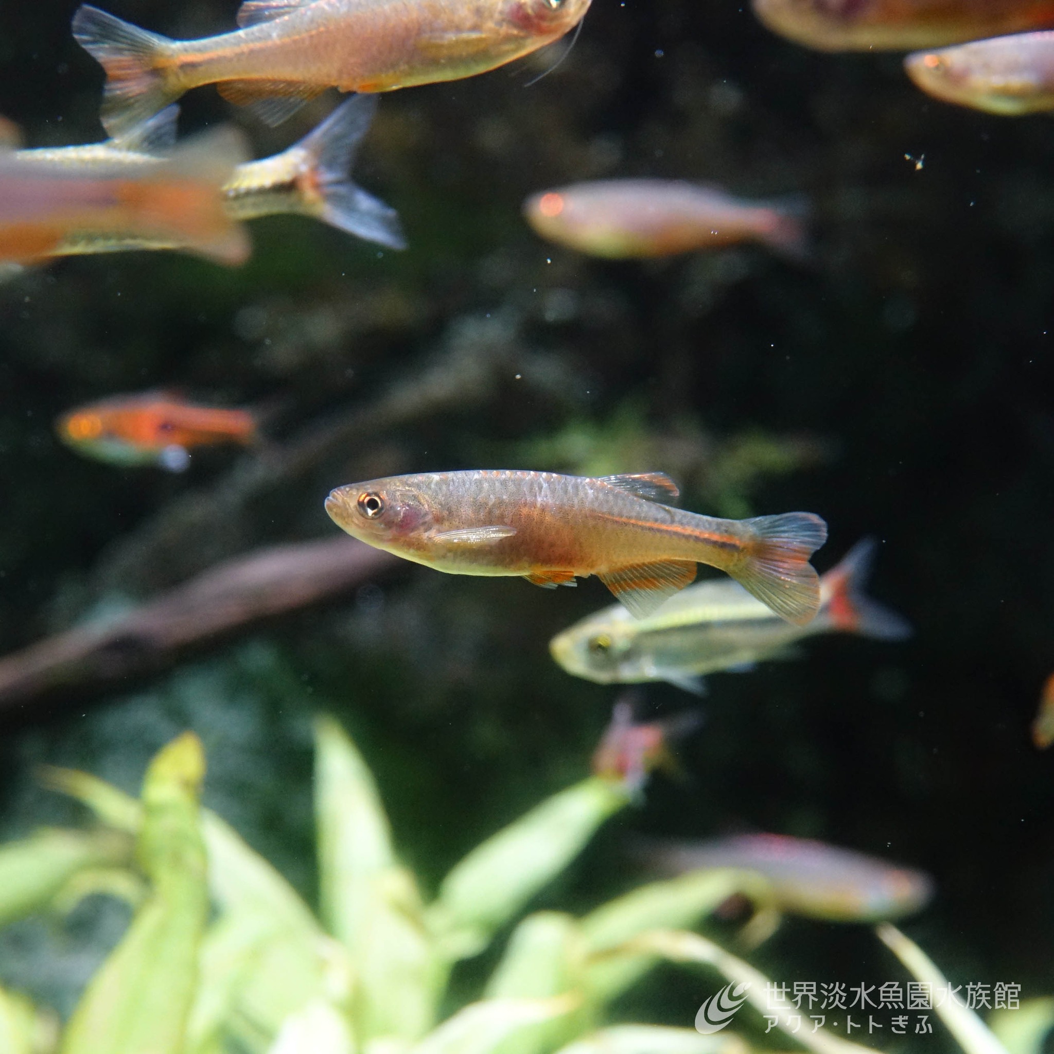 淡水魚ファンの皆様へ！コリドラスのぬいぐるみ、入荷しましたよ！