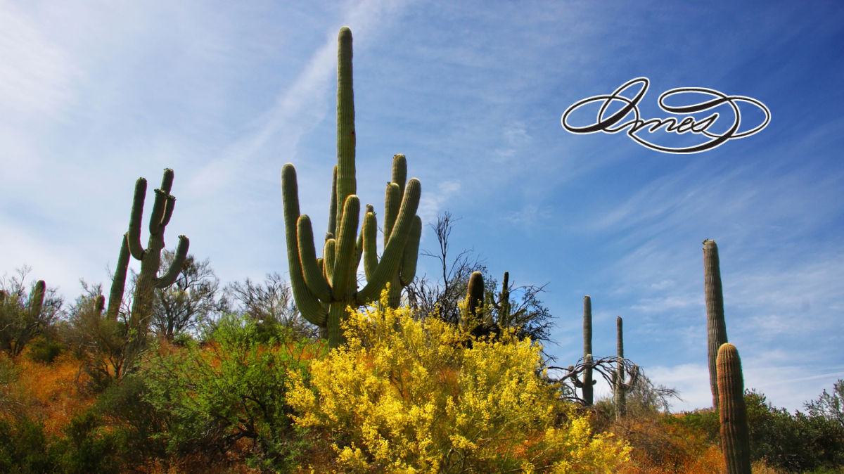 Imes Insurance Associates | Mesa AZ