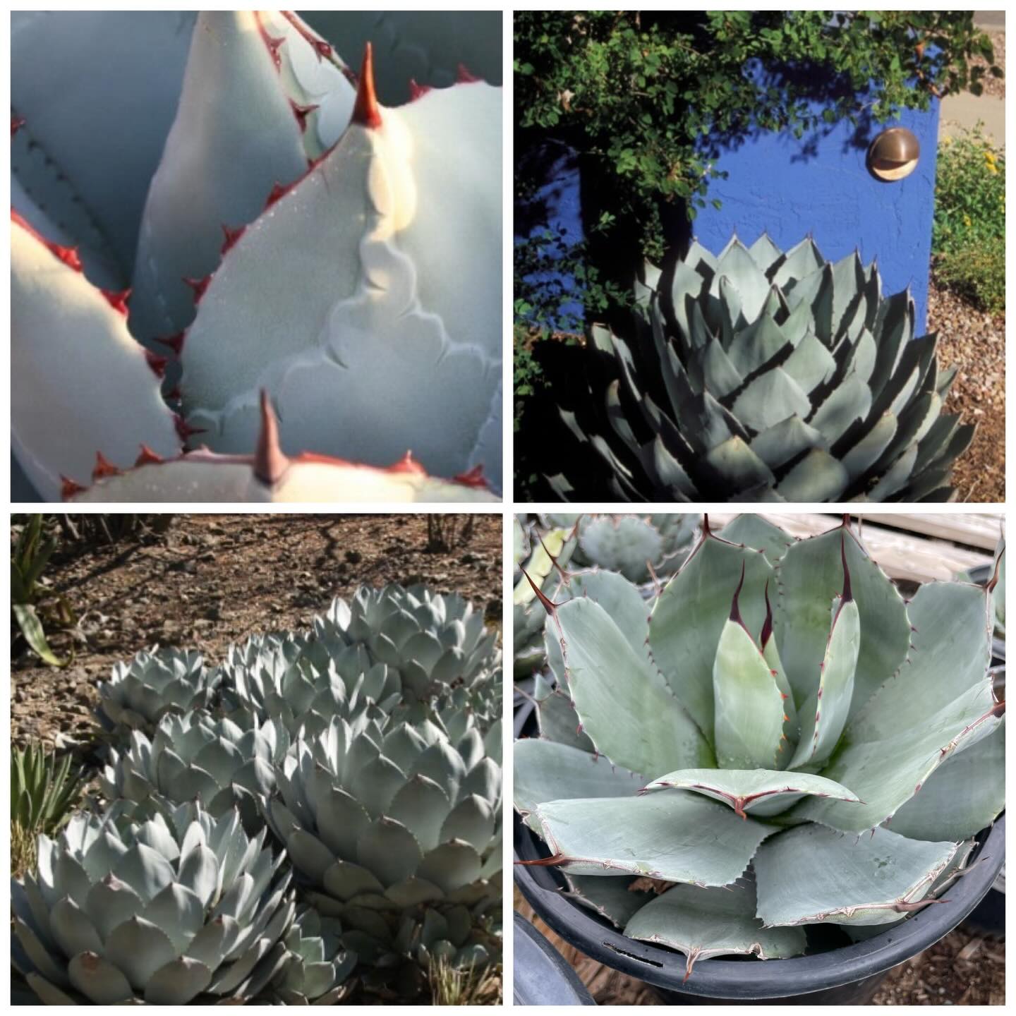 The artichoke agave, especially the truncata selection (Agave 