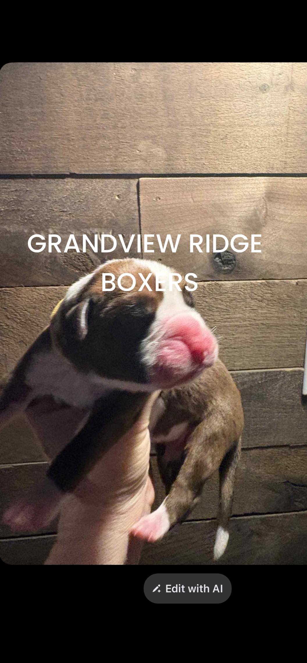 Grandview - PUP 6 Flashy mahogany male (yellow collar) 11:13 NOT ...
