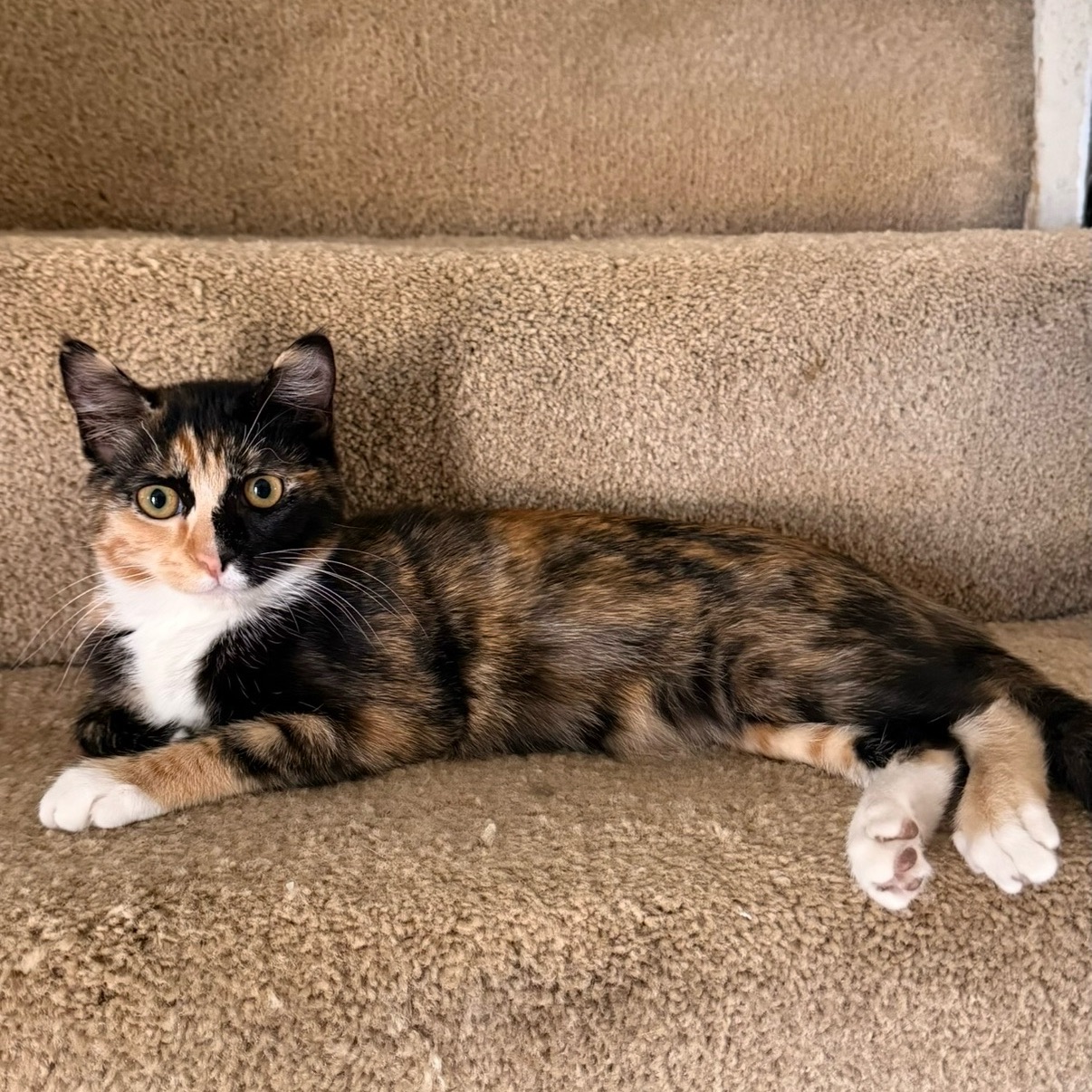 Riverside/SB County Cat Rescue, Spay/Neuter & TNR Resource Network ...