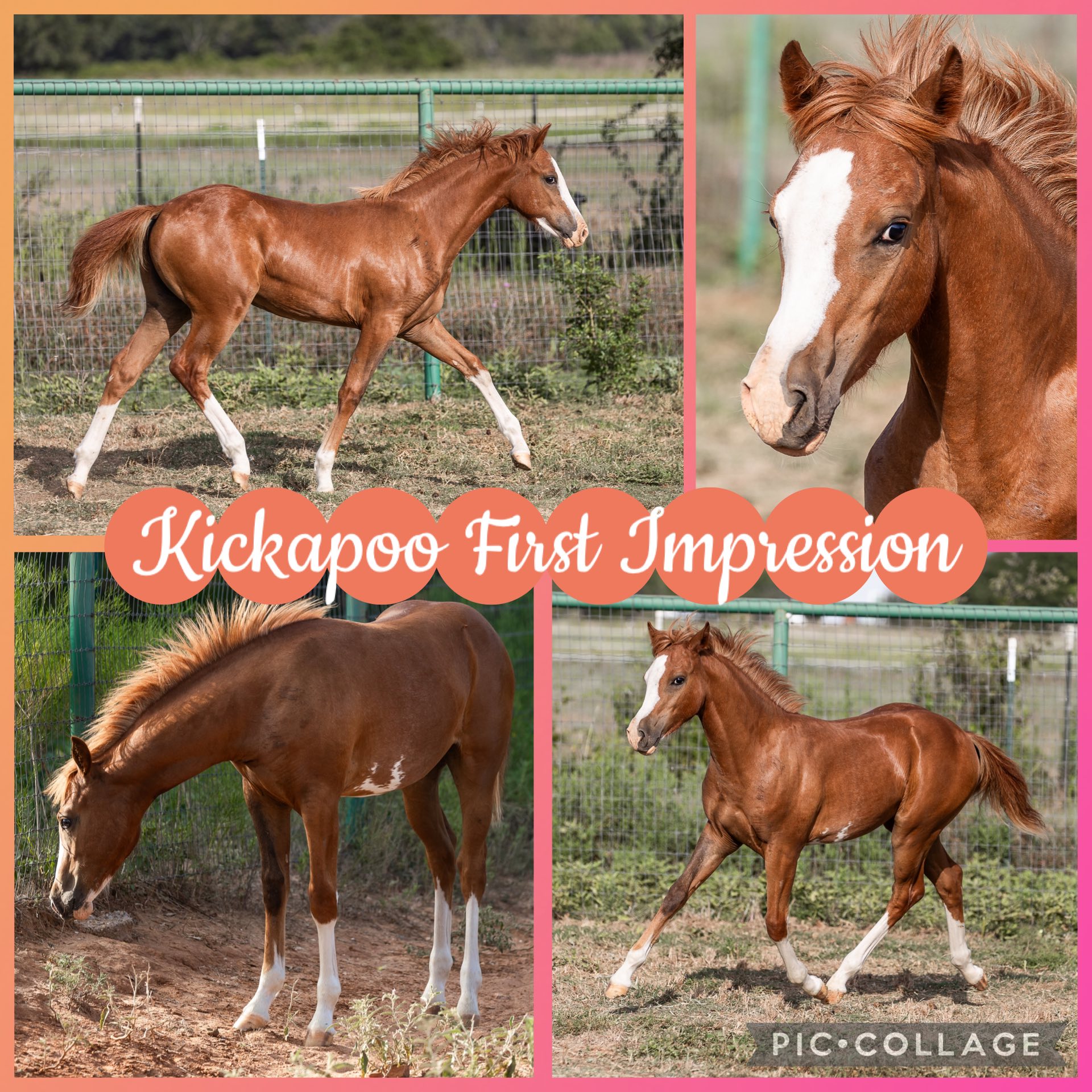 Kickapoo Ponies Texas added a new... - Kickapoo Ponies Texas