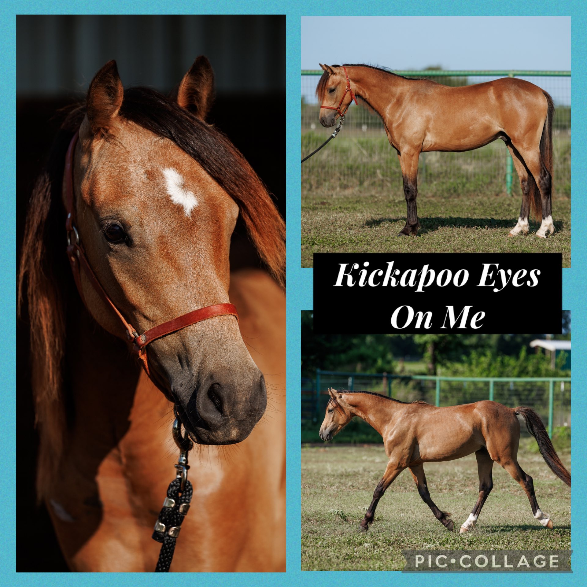Kickapoo Ponies Texas added a new... - Kickapoo Ponies Texas