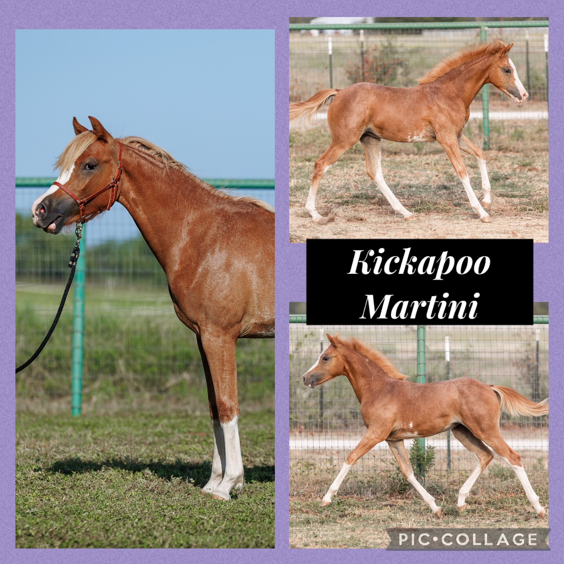 Kickapoo Ponies Texas added a new... - Kickapoo Ponies Texas