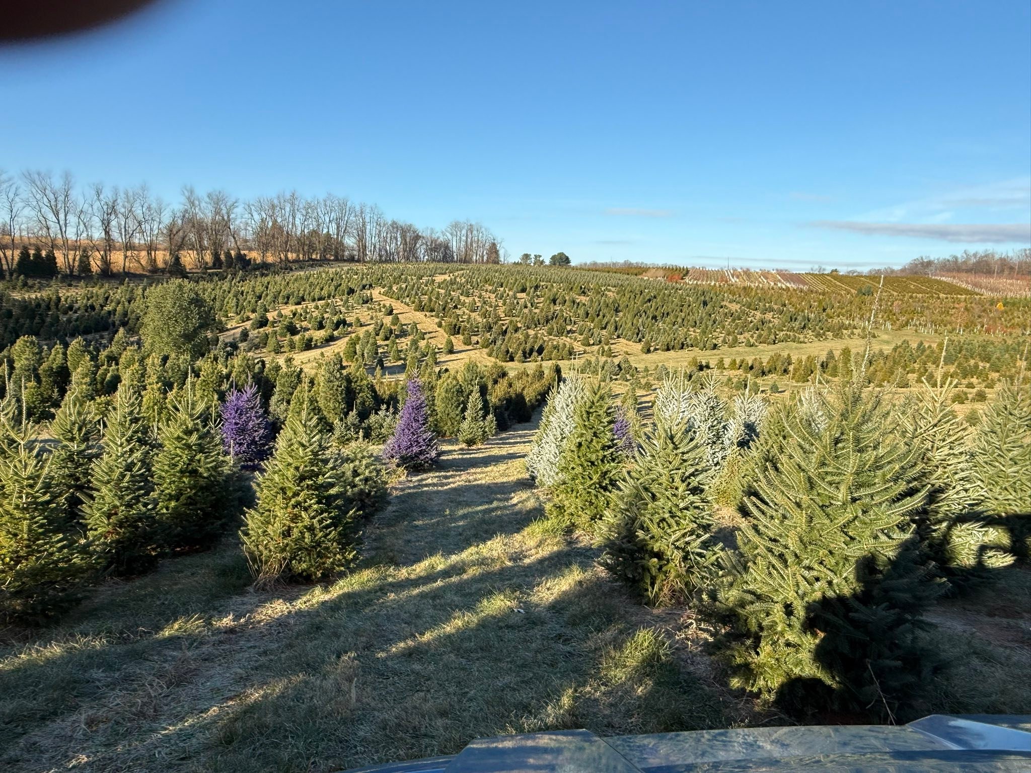 Davidson Christmas Tree Farm | Upperco MD