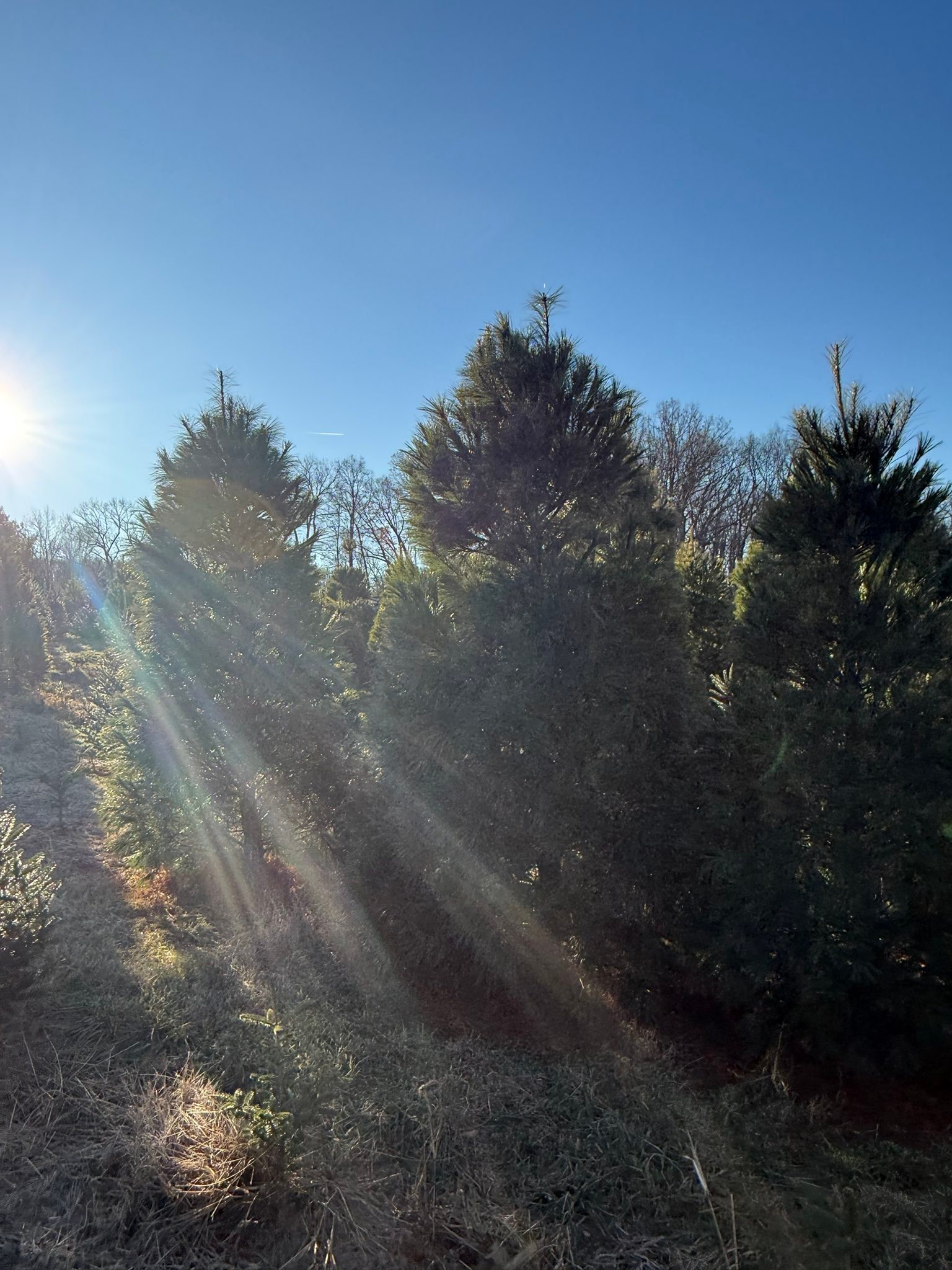 Davidson Christmas Tree Farm | Upperco MD