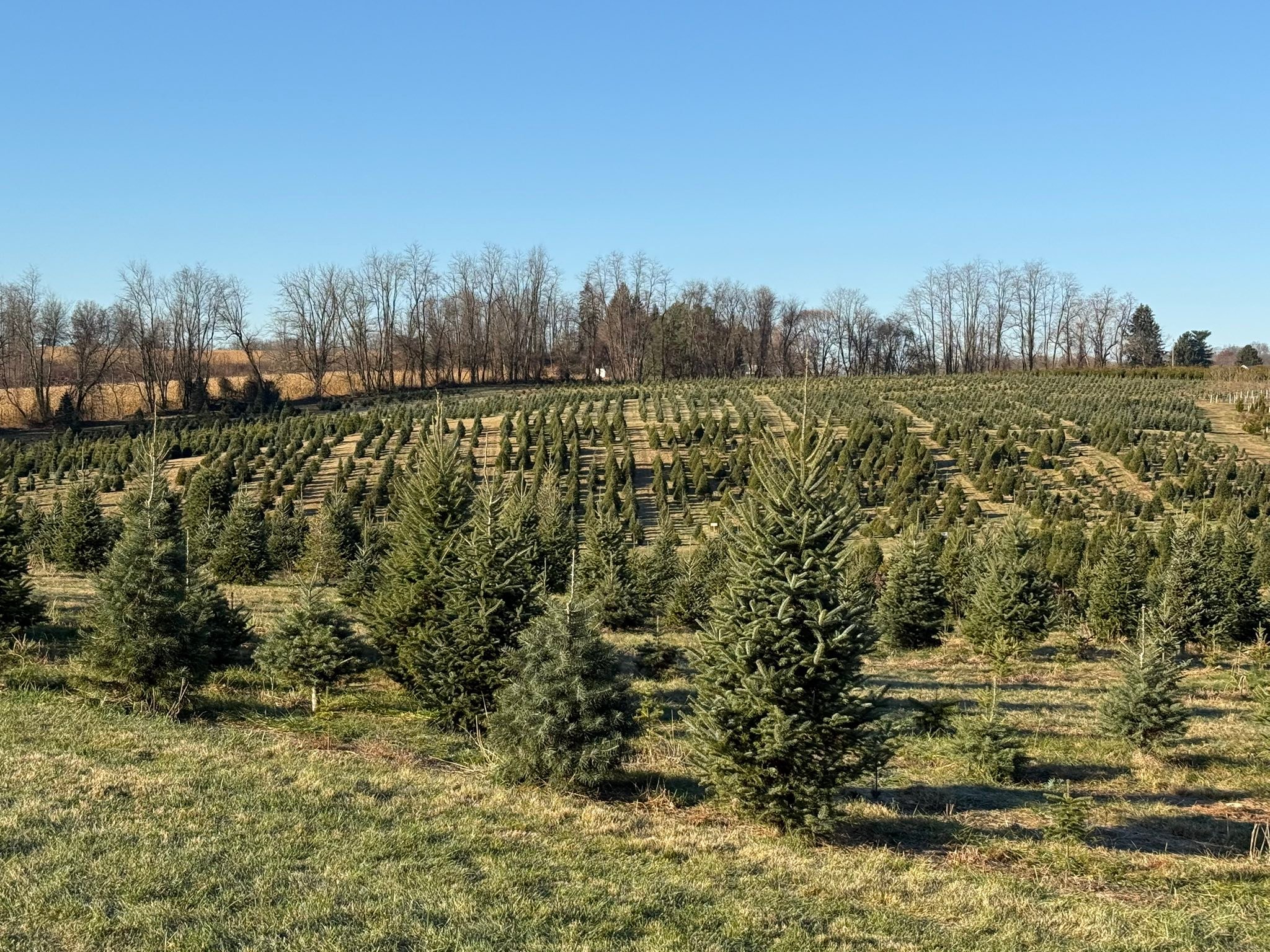 Davidson Christmas Tree Farm | Upperco MD