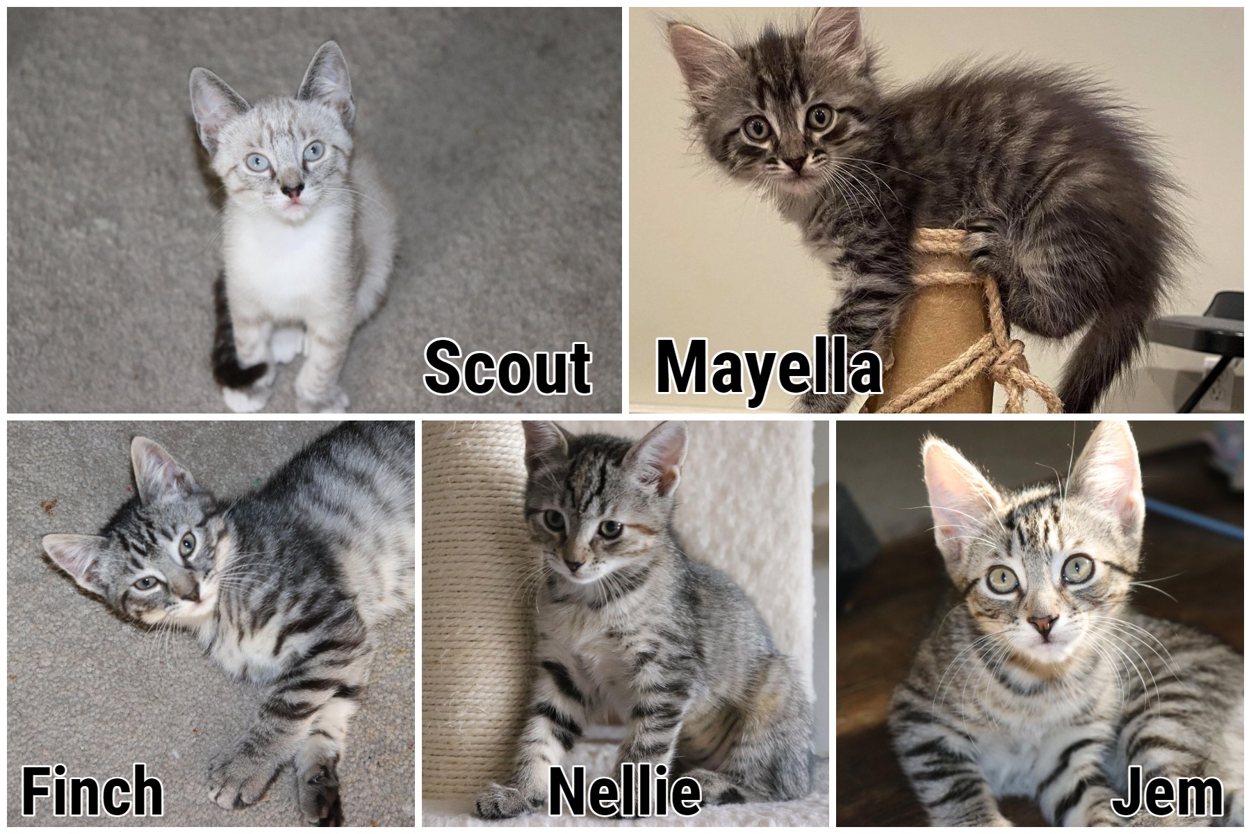 ALL ADOPTED! We have a litter... - Furever Homes For Felines