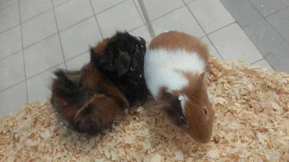 Boxing Day Sale Bunnies Guinea Pigs And Doogan S Pet Centre Facebook G as in grin (g.r.ih.n) ; facebook