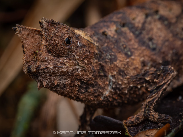 Species Spotlight: The four-lined girdled lizard 🔦 Today, we are