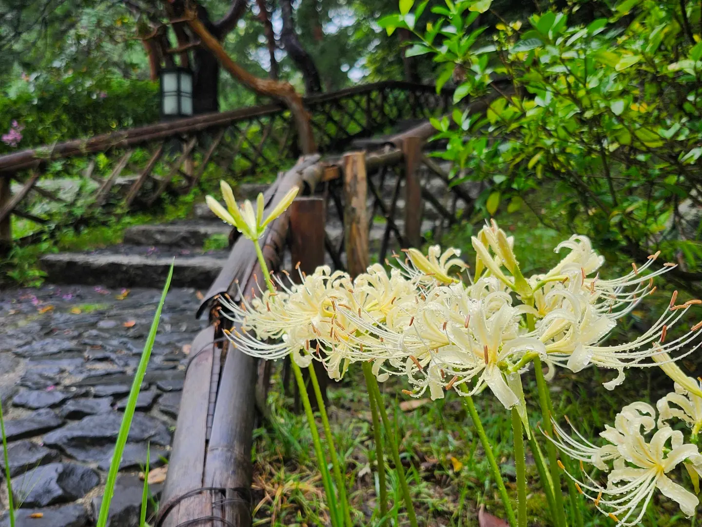 2026/9/11】 おもてなし茶席のご案内です。 白鳥庭園スタッフが、点て