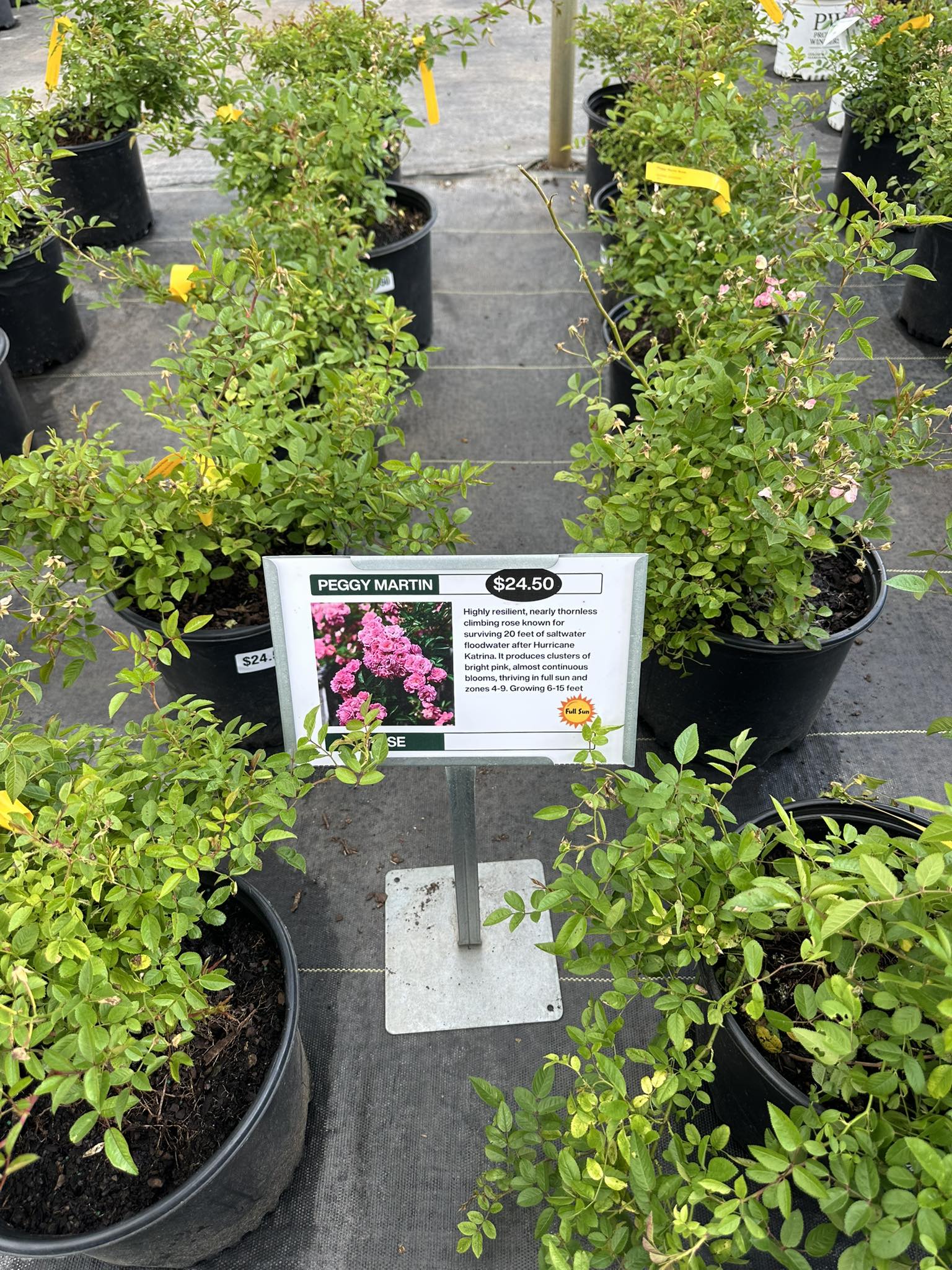 Last chance for Peggy Martin roses at Collier's Greenhouse