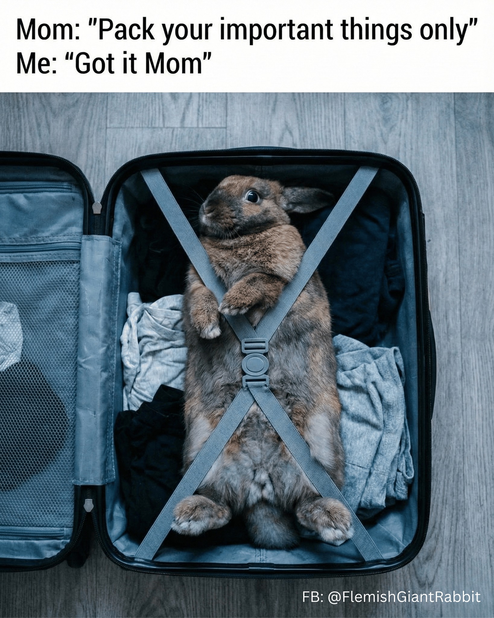 Packing instructions were given,... - Flemish Giant Rabbit | Facebook
