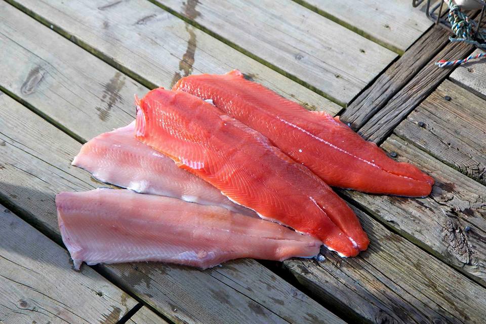 The fish have shown offshore... - Bon Chovy Fishing Charters
