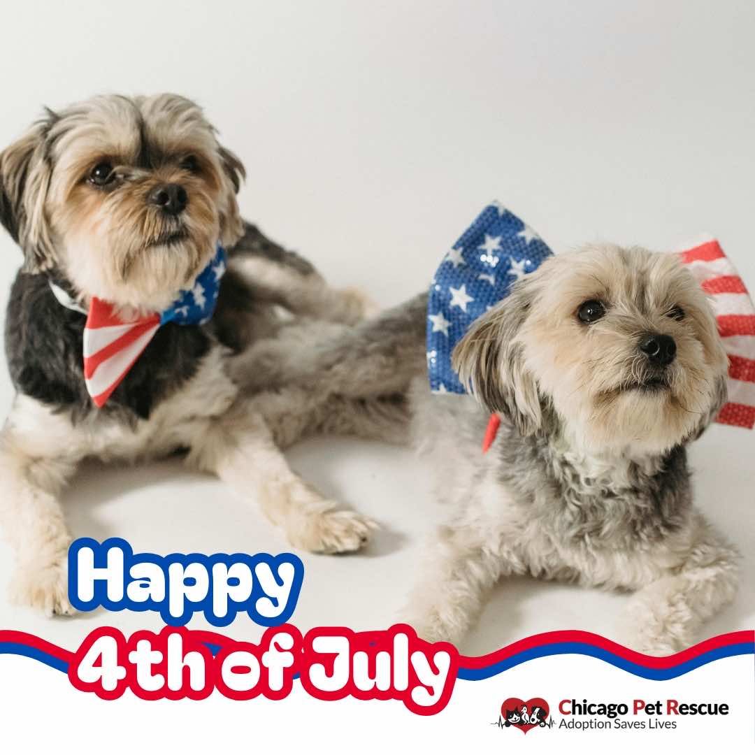Happy 4th of July, from the pets &... - Chicago Pet Rescue | Facebook