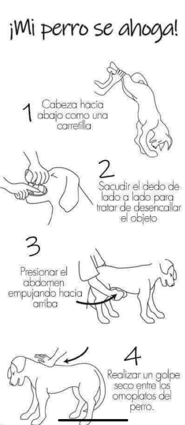 Los Torito - Todos los que tienen perritos deben aprender...