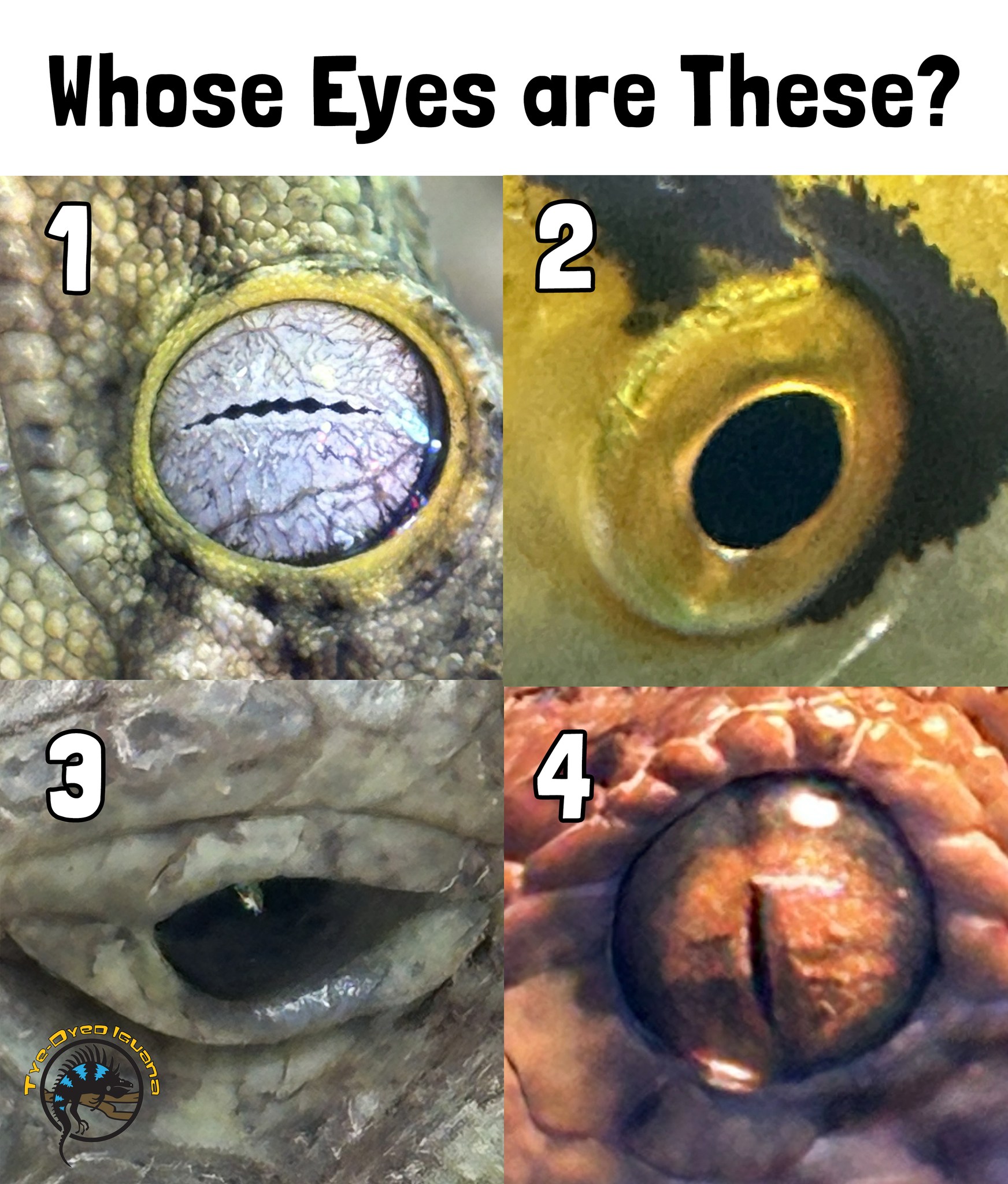 ウギンの目/Eye of Ugin Eye