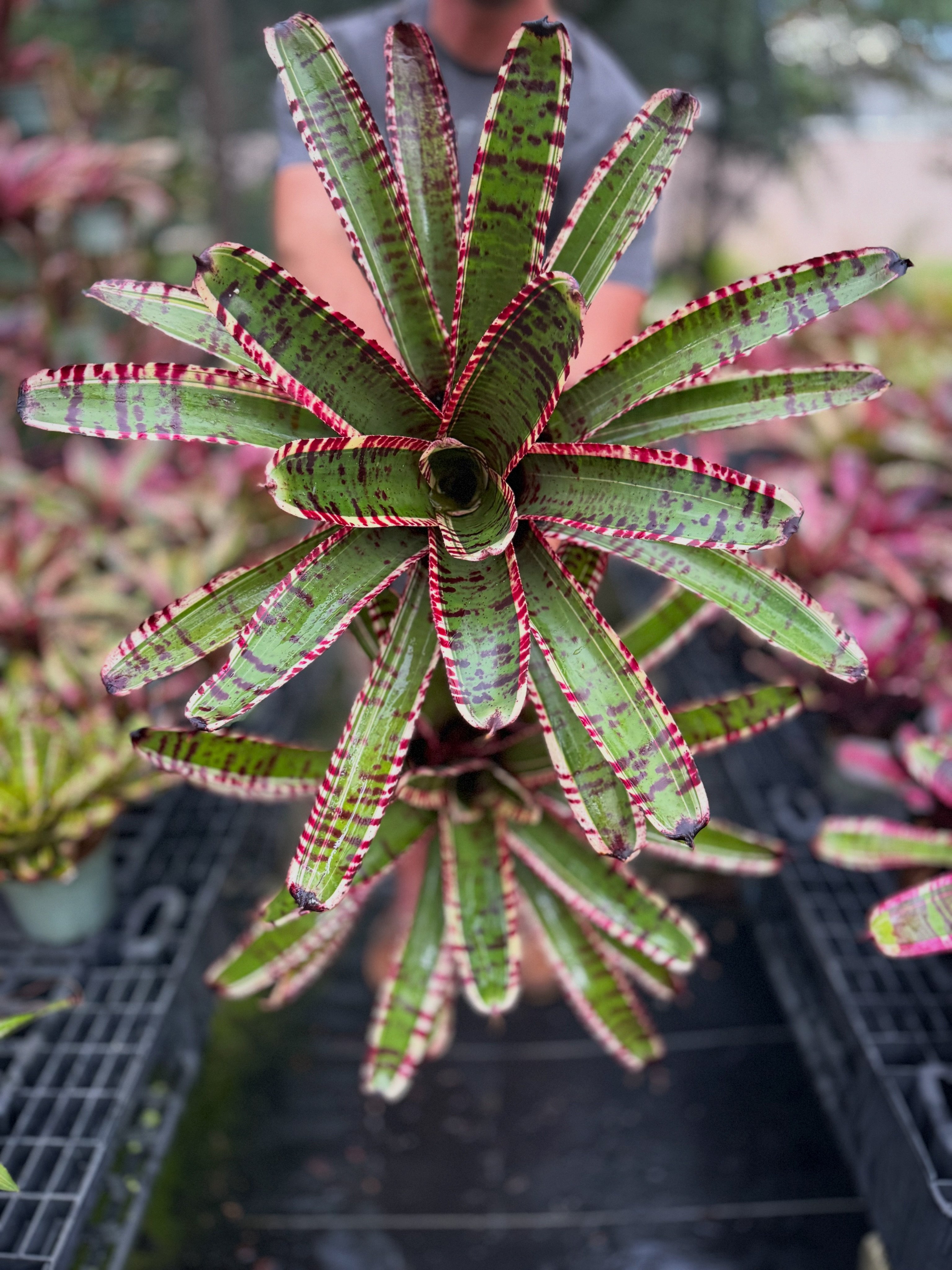 Florida - Neoregelia “Highlander” #plantsofinstagram #pottedplants