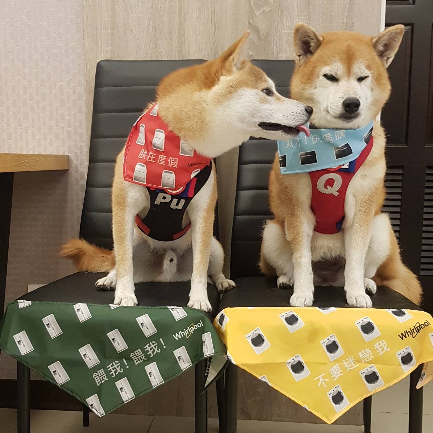 柴犬Q將 - Pu：姊姊~是不是該換一個大冰箱，麻麻才能買更多的肉肉給我們！ Q將：姊……很窮😒... | Facebook
