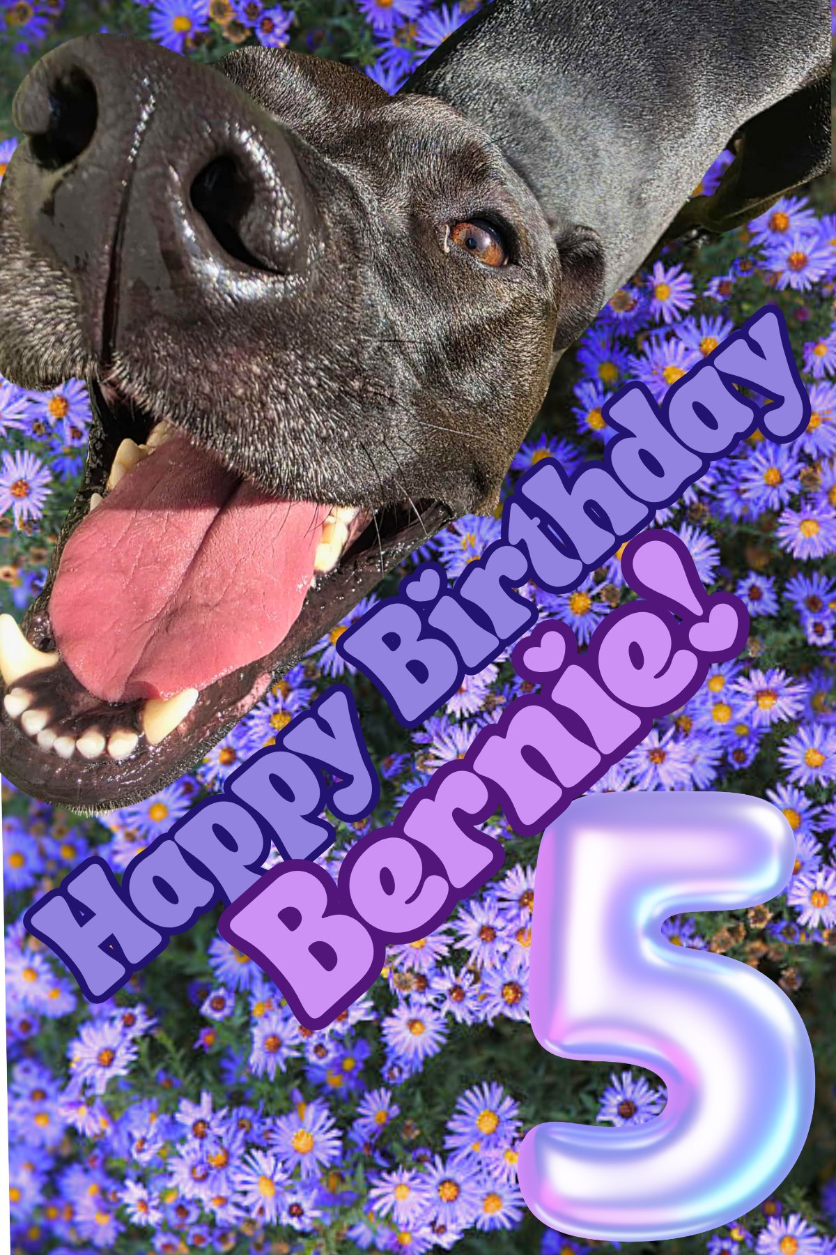 Dogtopia - 🎉🎈Happy 5th birthday to our sweet pitty girl Bernie! 🥳🎂💗🐾 ...