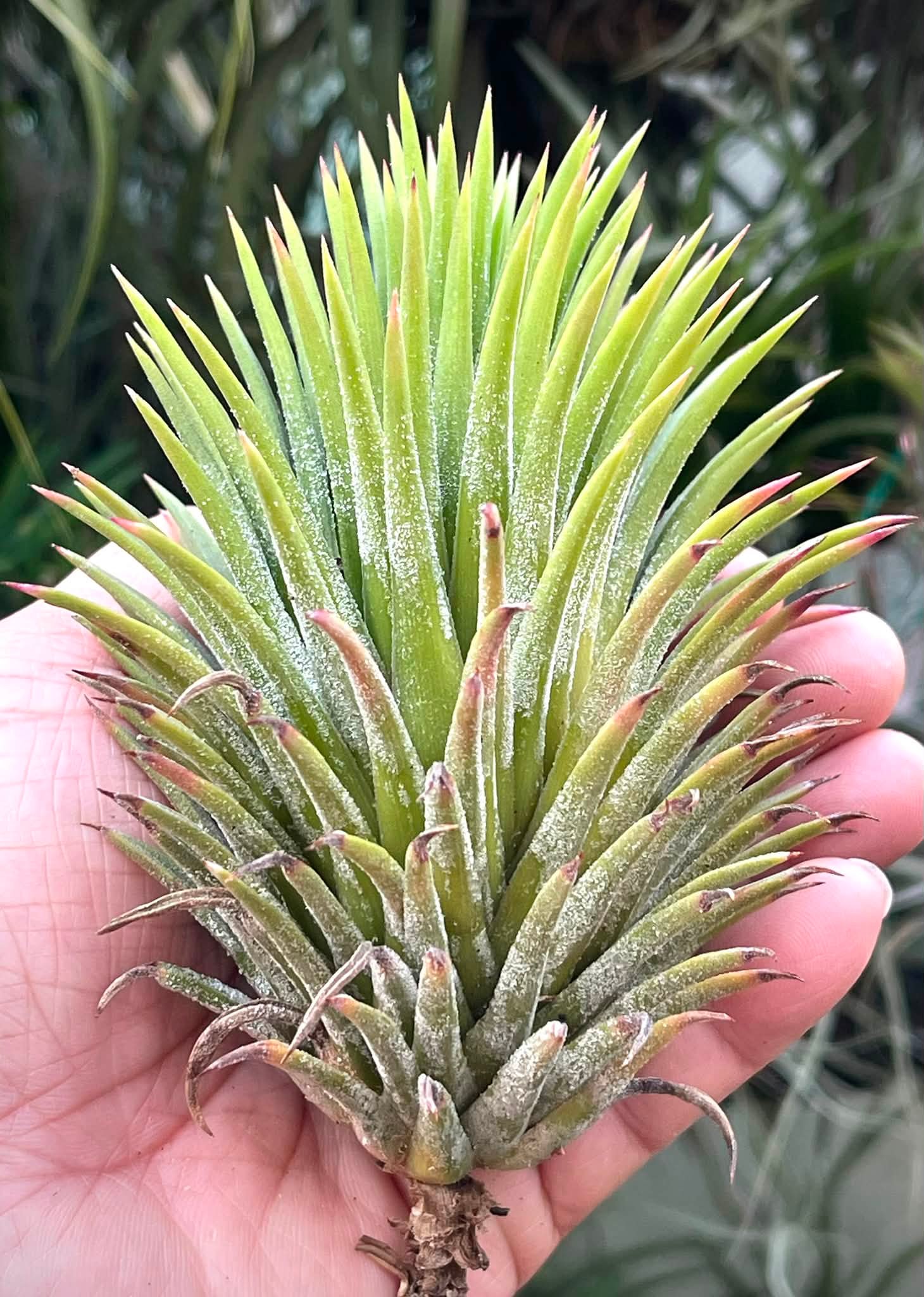 T.chapeuensis var. turriformis 白发魔女～