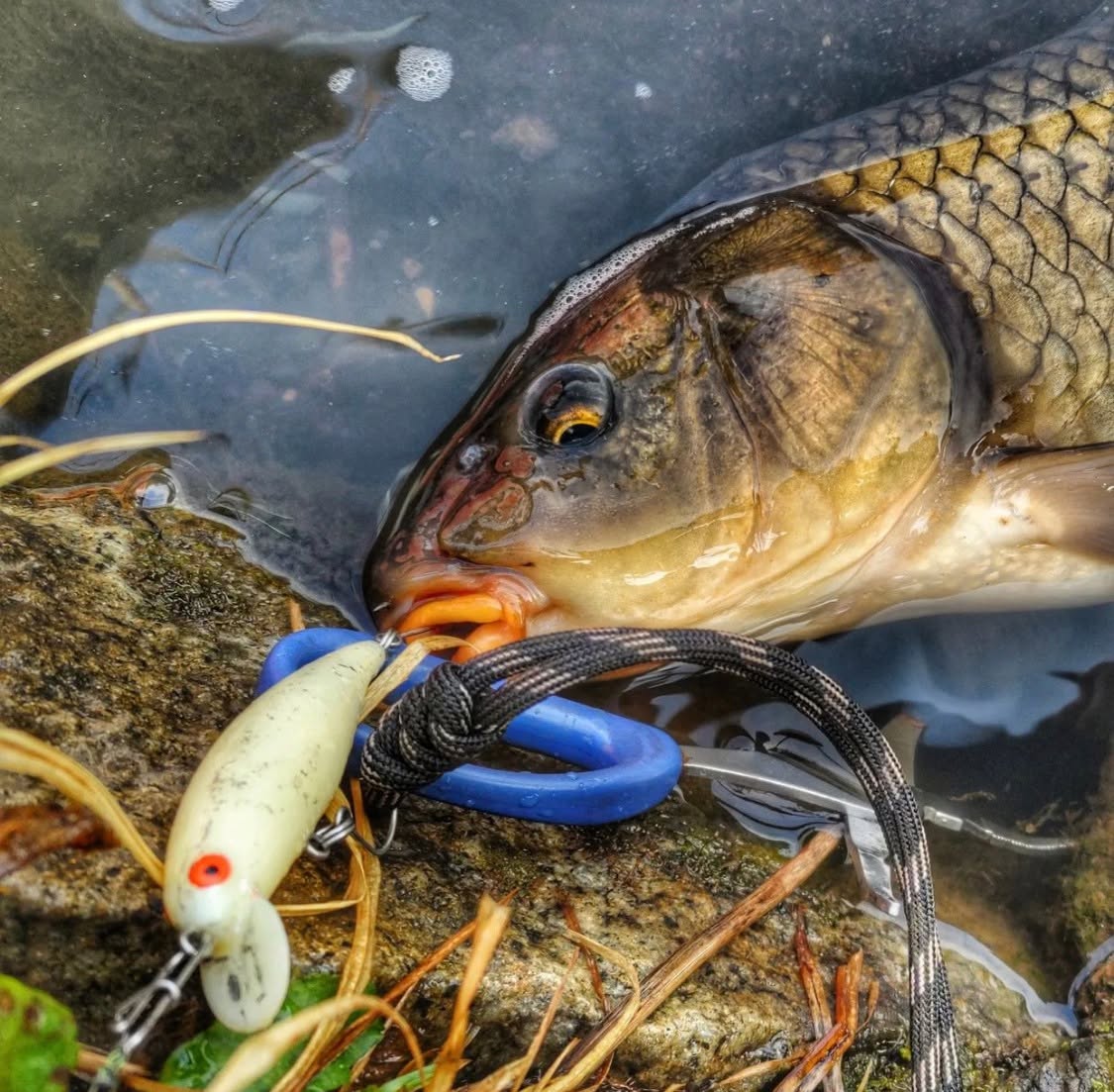 best retractable fishing pole for hiking Sougayilang Telescopic Rod – 24 Ton Carbon Fiber Ultralight, Portable Handle, CNC Reel Seat, Stainless Steel Guides Bass, Trout, Salmon, Panfish : Sports & Outdoors Daiwa 16 CATALINA 4000H fx4000 Color:Black Nose Dace (Redfin Minnow) This is a bold
