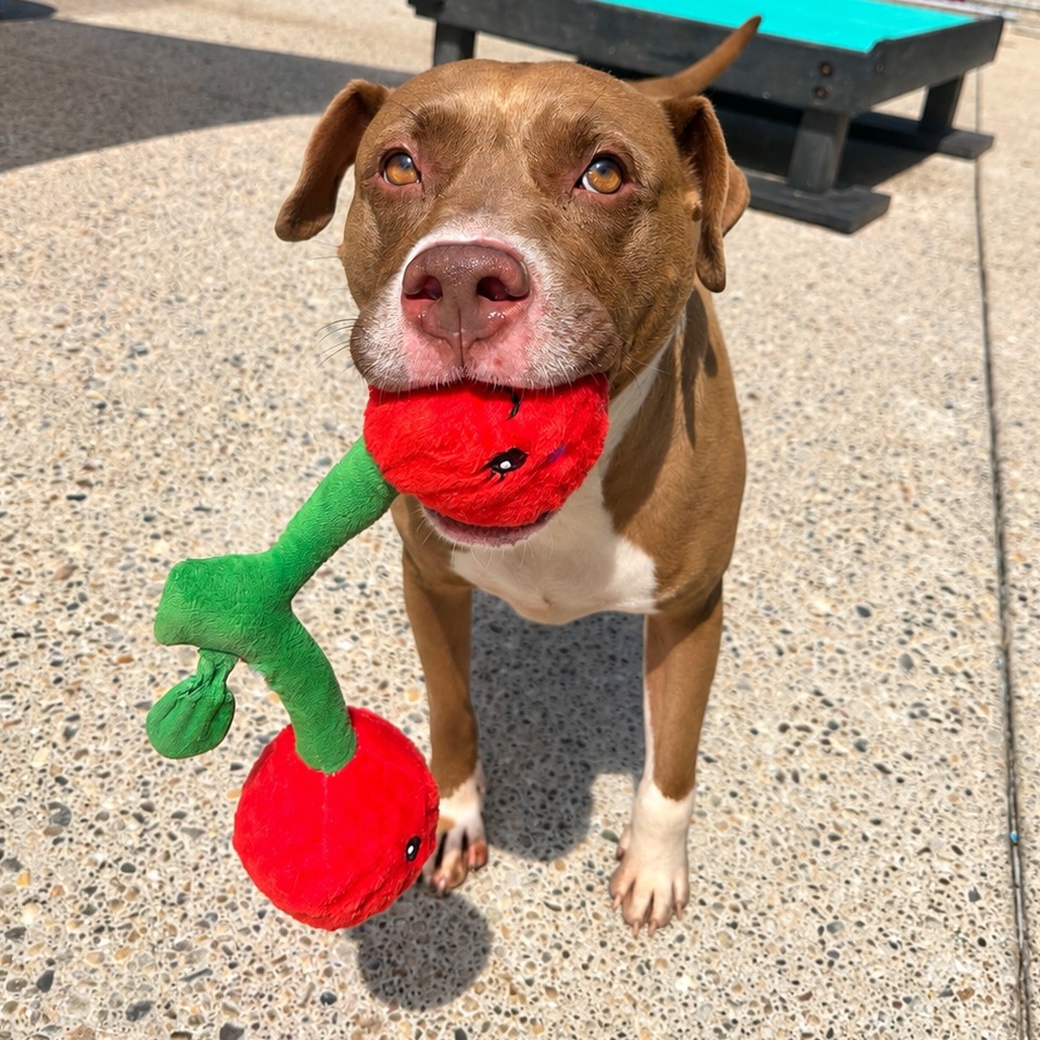 Gucci said she'll share her cherries with you! 🍒 This good girl