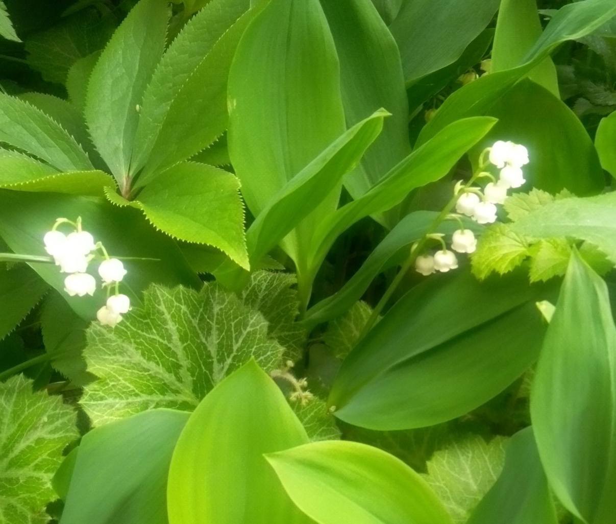 我が家のお花達
