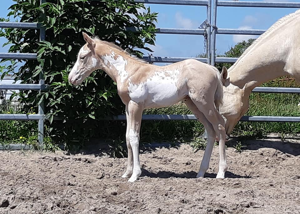 BQ Catalyser x Indian Skip Lady (Jetalito Jet Set) www.reininghorse.nl