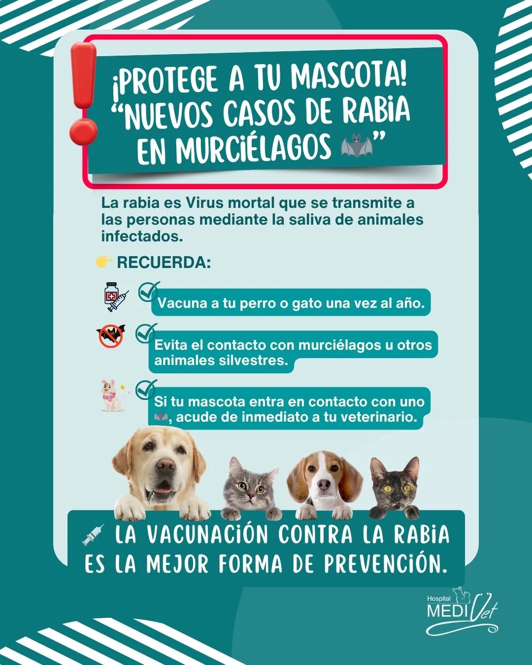 Hospital - ⚠️🐾 Vacunar es proteger Ante la detección de casos de rabia ...