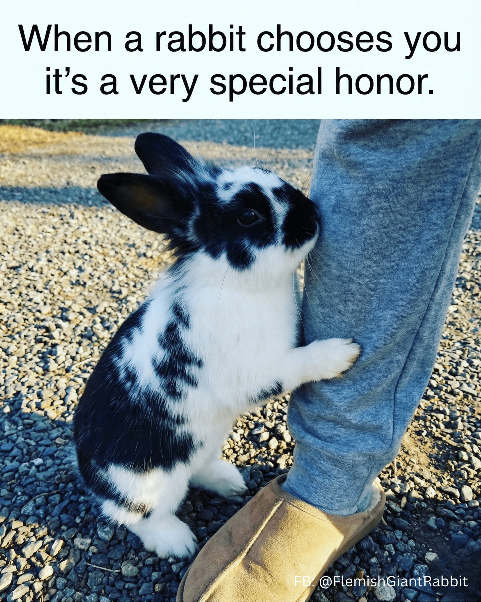 Flemish - The chosen one must now accept the lifelong honor of being ...