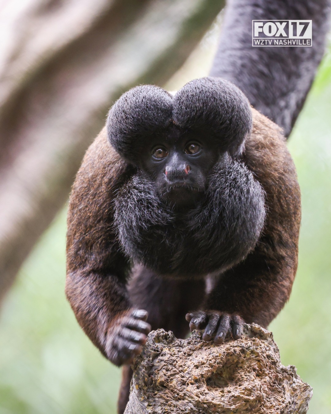 🌿🐒 The Amazon is coming to Middle Tennessee! Nashville Zoo is