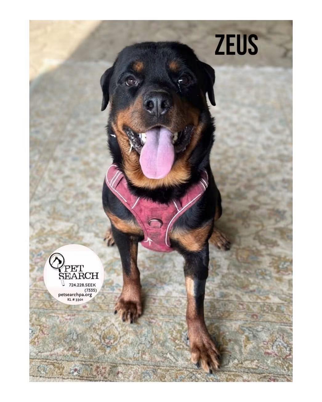 Zeus Rottweiler adoption available through Pet Search in
