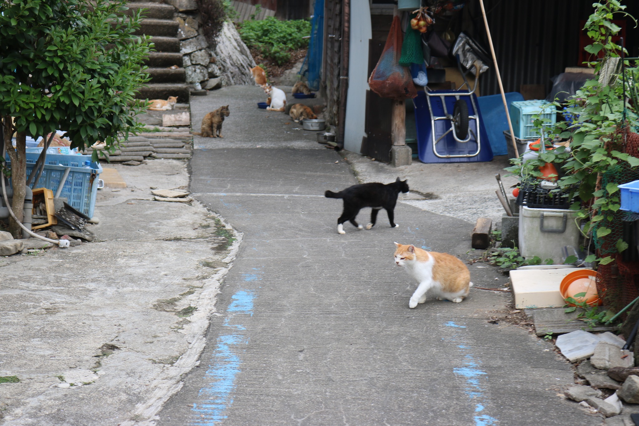 Cat Island Aoshima