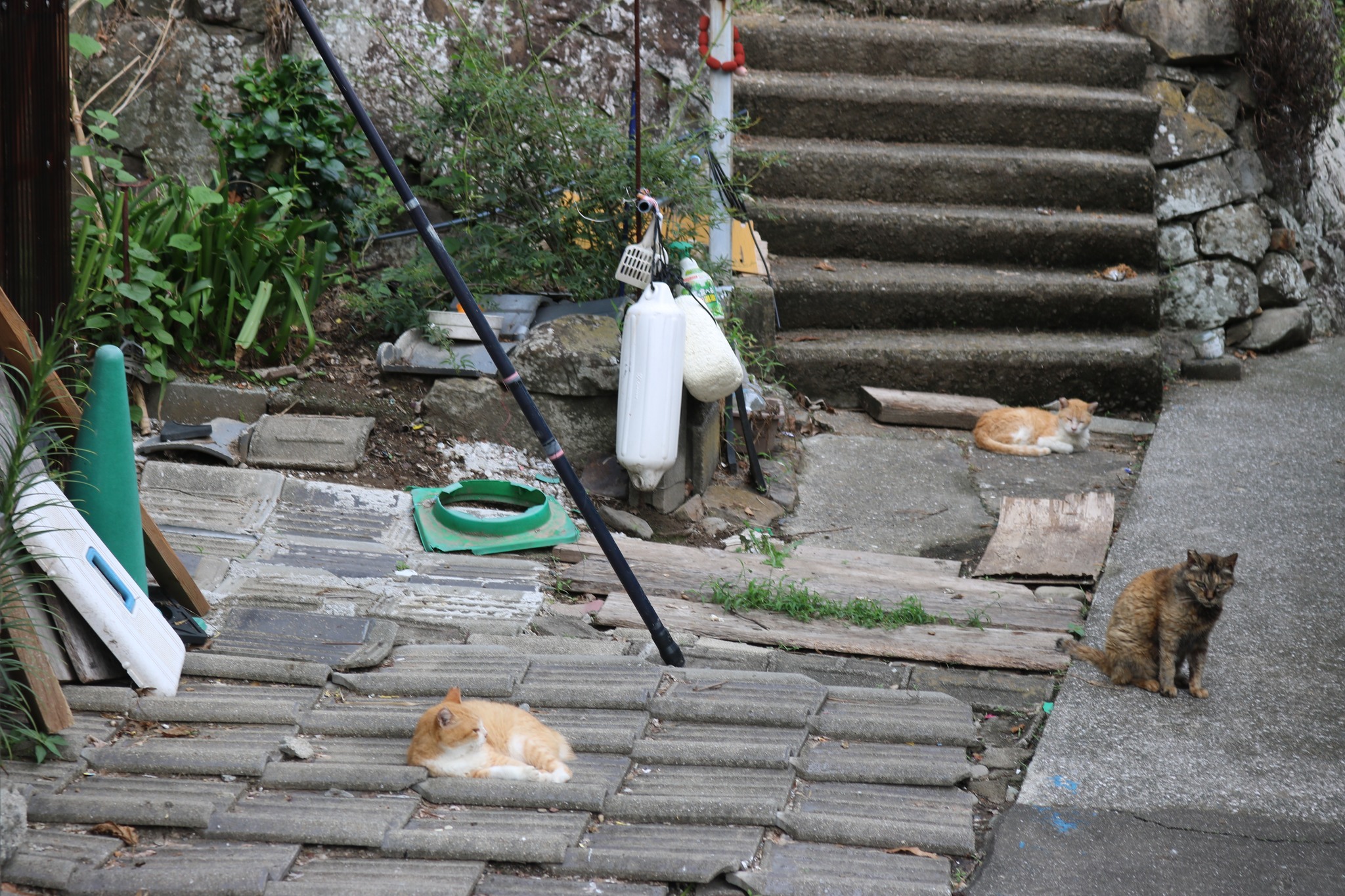 Cat Island Aoshima