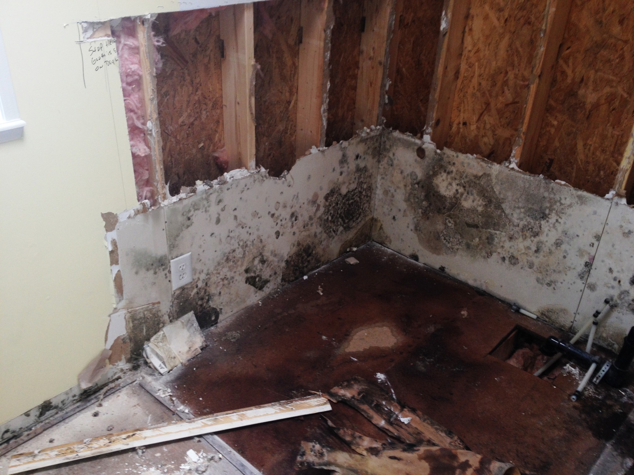 5 Most Common Indoor Molds 1.... - Repsher Restoration | Facebook