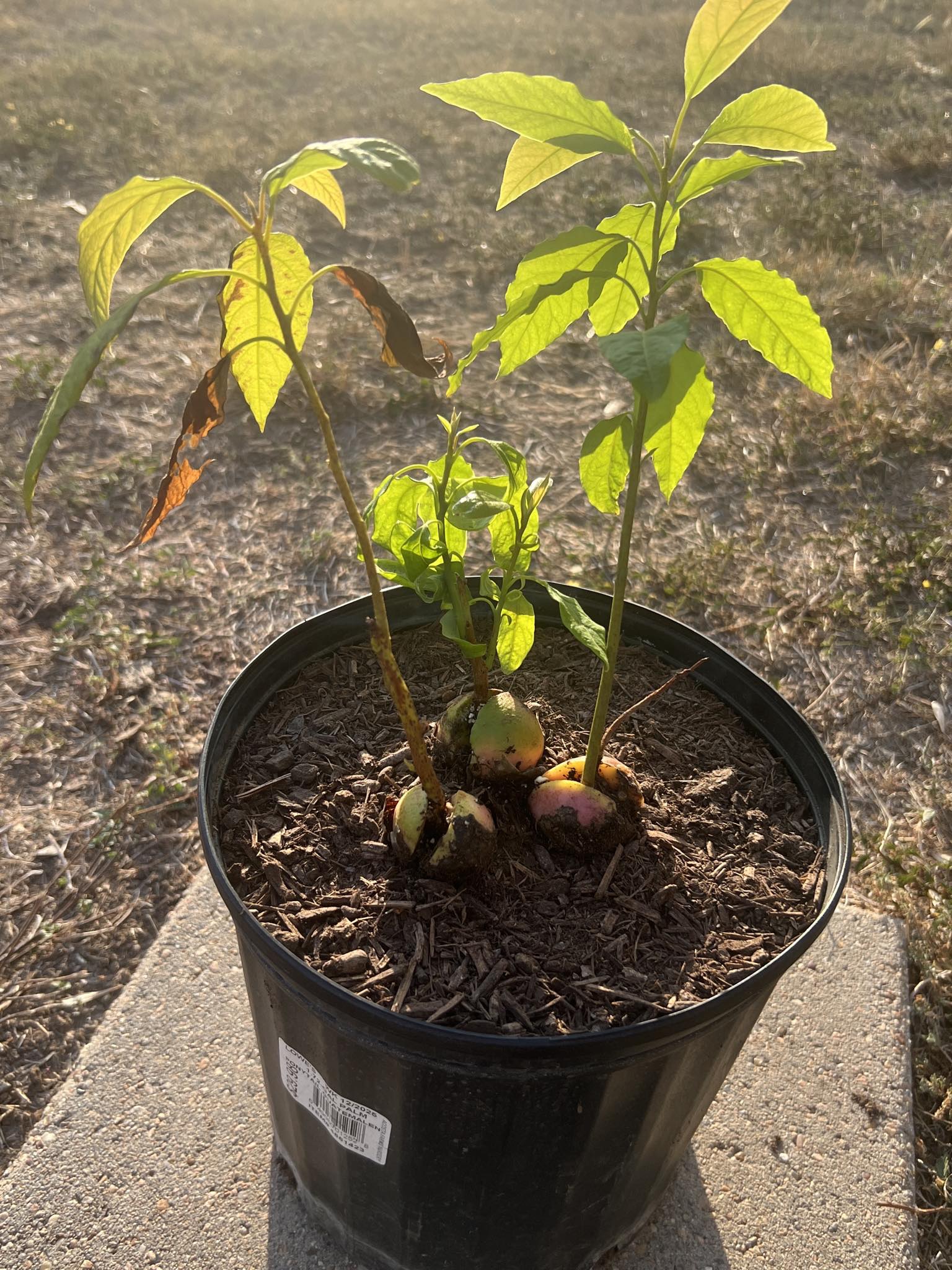 RGV Plants & Gardening | First time ever growing a avocado tree from a ...