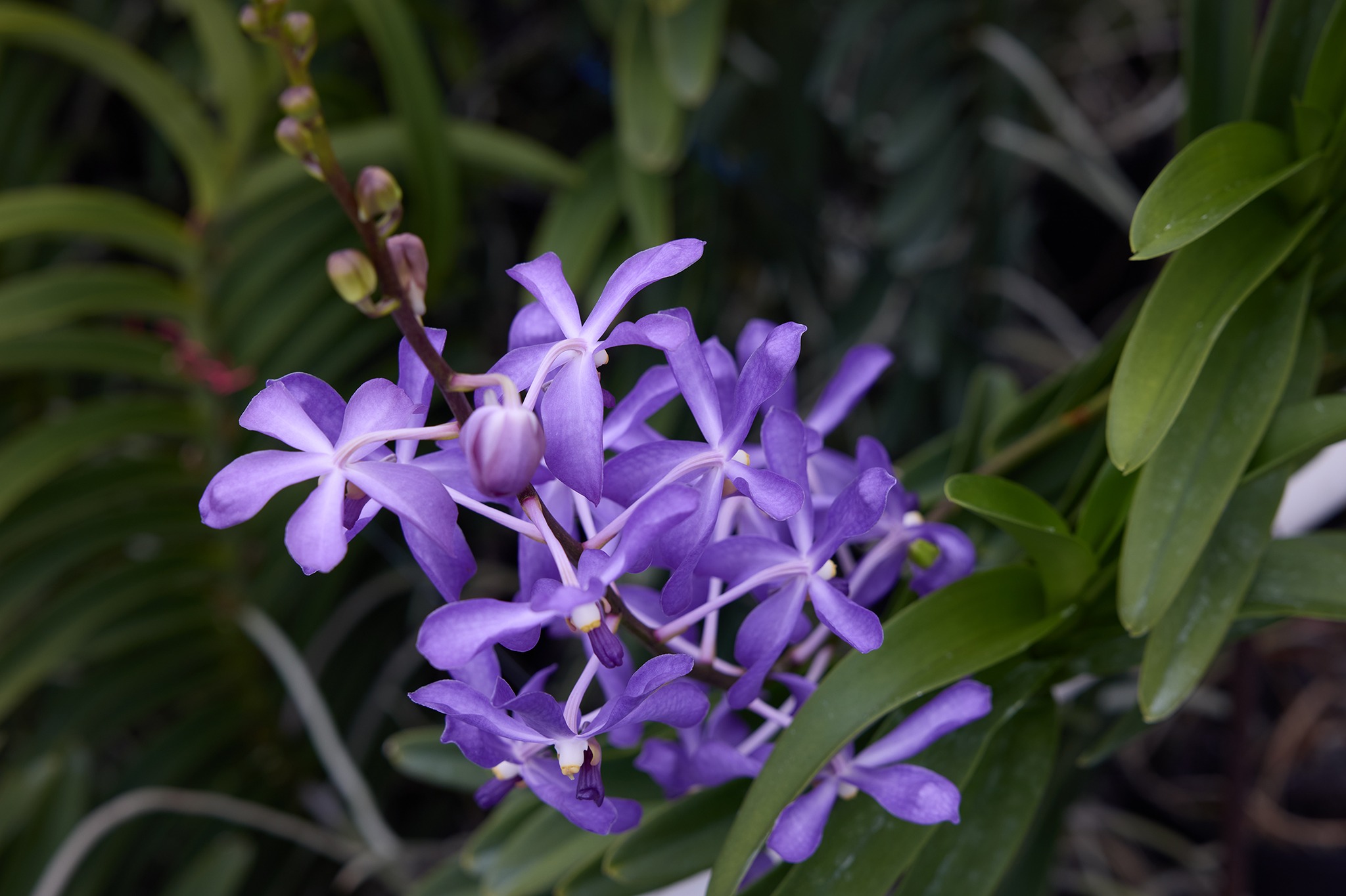 The NEW SEASON of J Schwanke's Life in Bloom is premiering across