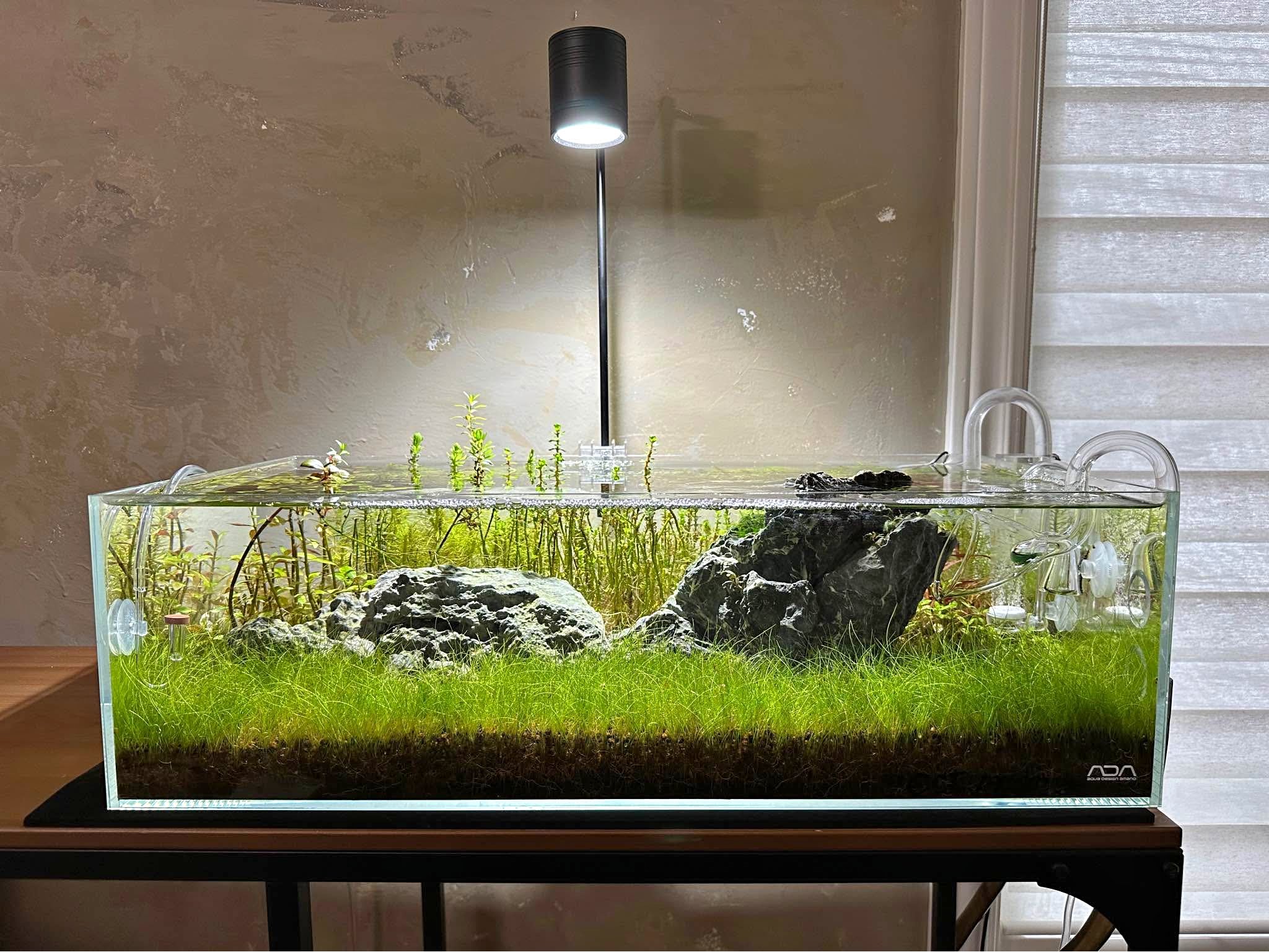 ADA 60F Shallow Rimless Aquarium – Premium Glass Tank - Aquariums ...