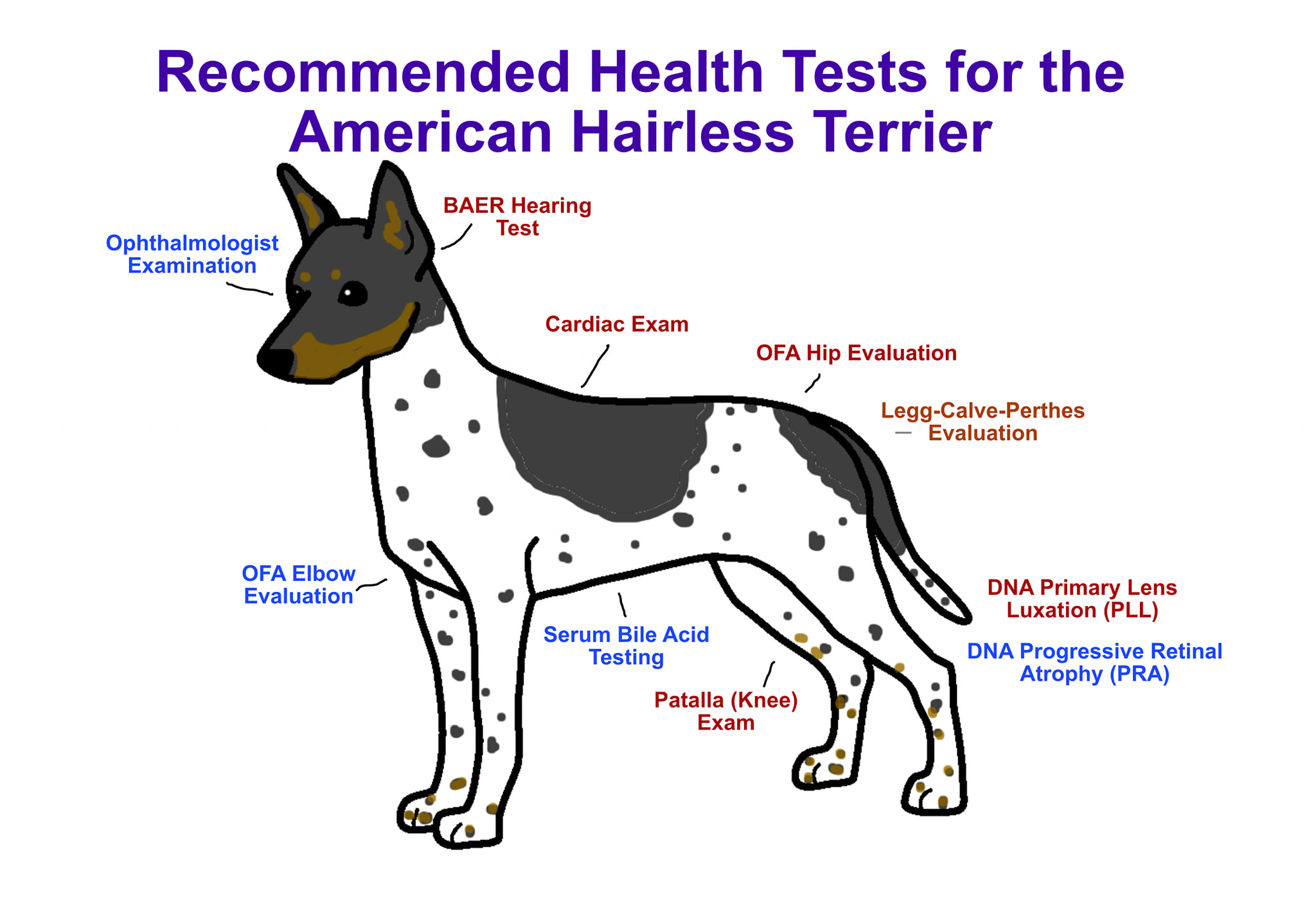 The AHT is an... - DreamEyce American Hairless Terriers | Facebook