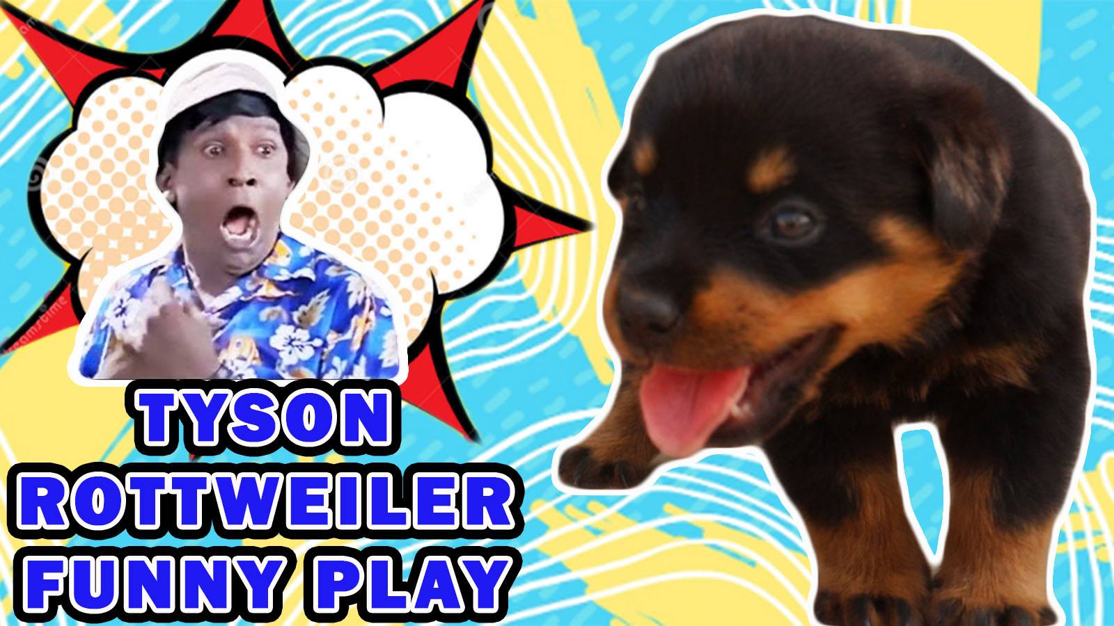 How To Play With A Rottweiler