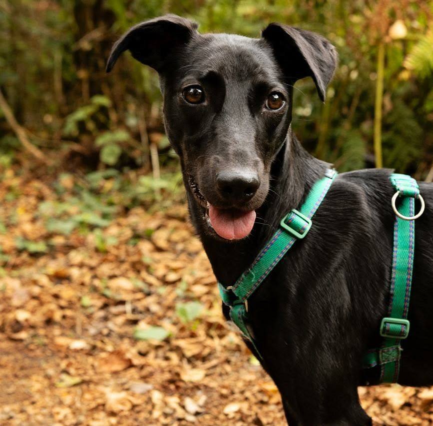 ️ Dustin 🥰 Meet little Dustin -... - RSPCA Isle of Wight | Facebook